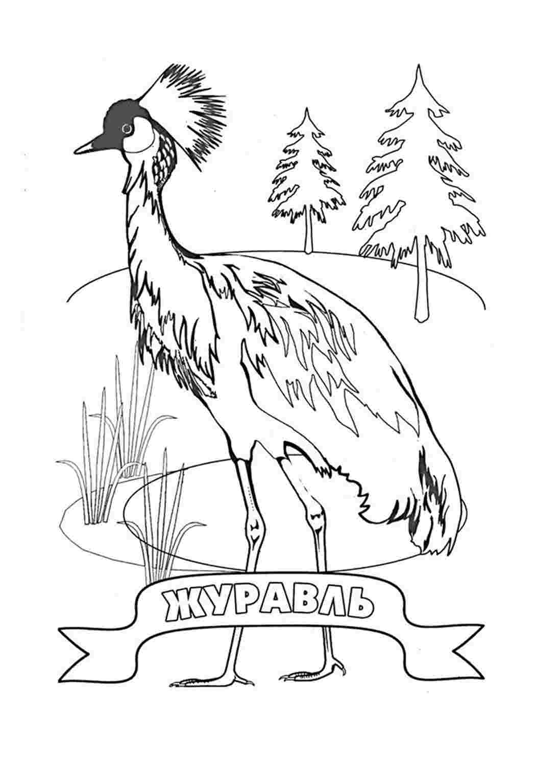 Раскраска Малюнок журавля. Розмальовка.