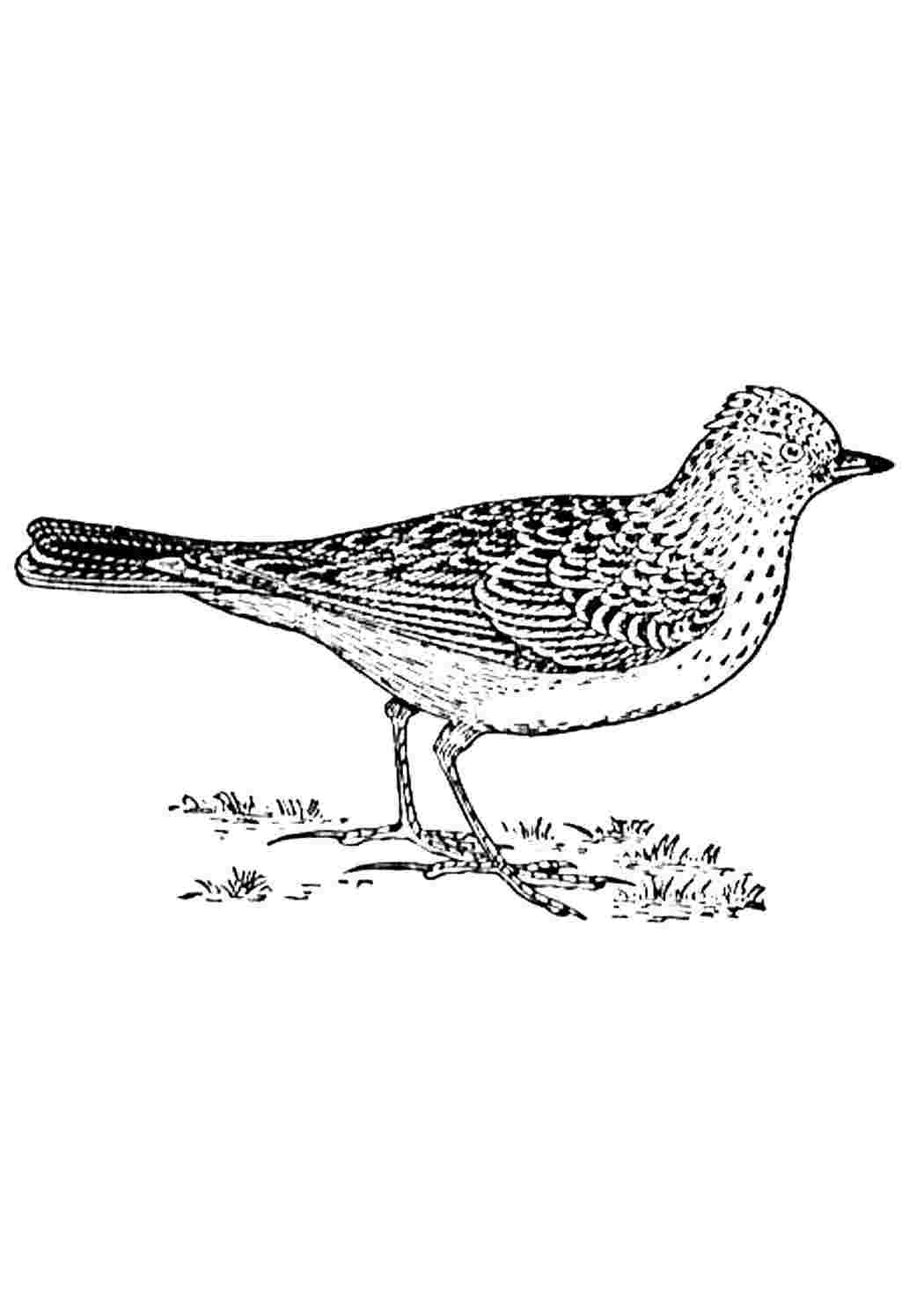 Раскраска Розфарбування жайворонок. Завантажити розмальовки безкоштовно.