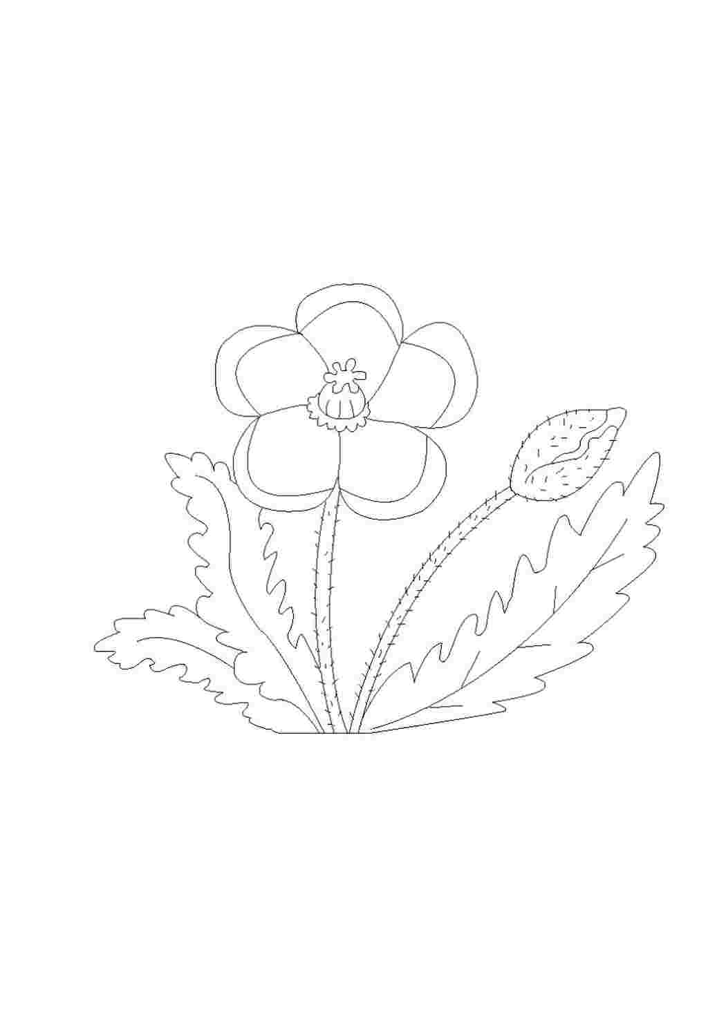 Раскраска Розфарбунки природа мак розфарбування. Роздрукувати розфарбунки на сайті.