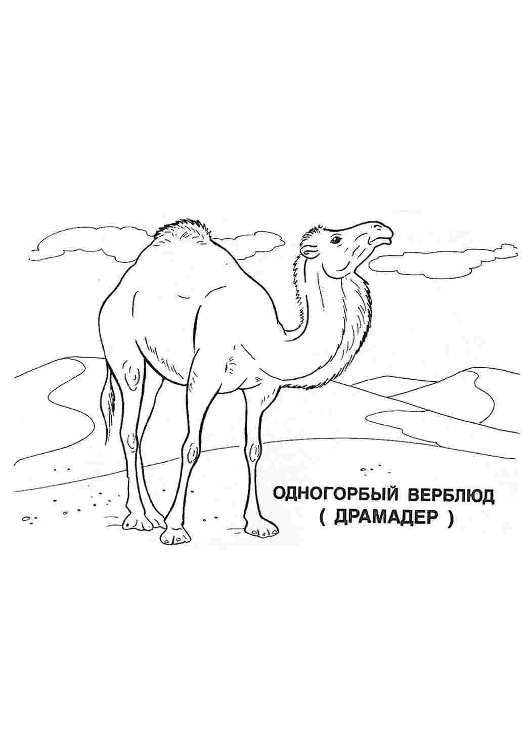 Раскраска Розфарбунки тварини розмальовка верблюд. Розмальовки.