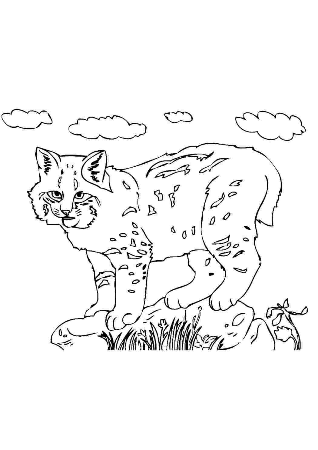 Раскраска Розфарбувати Розфарбувати bobcat. Онлайн розфарбування.