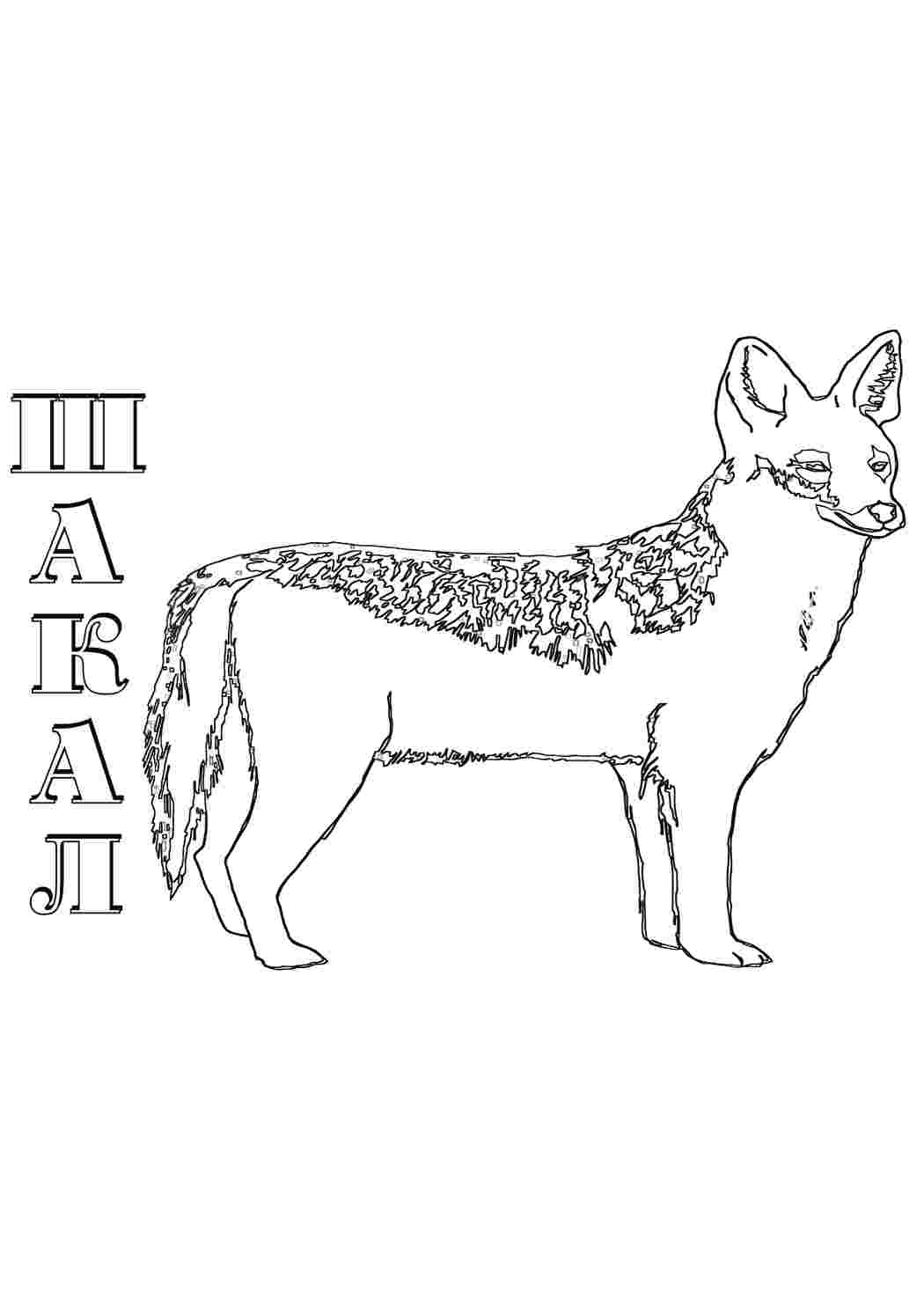 Раскраска шакал. Розмальовки.