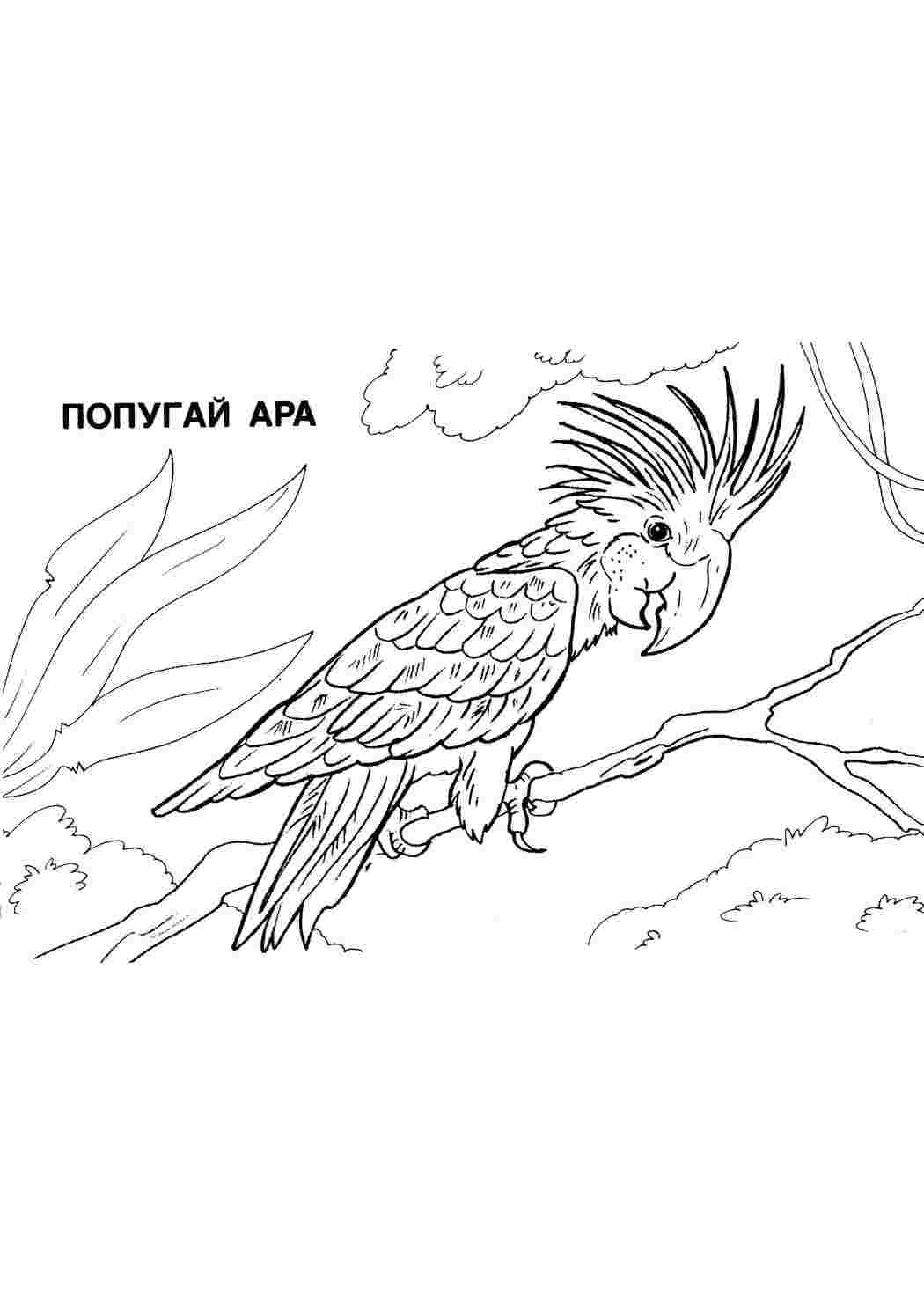 Раскраска Папуга Ара. Розмальовки для розвитку.
