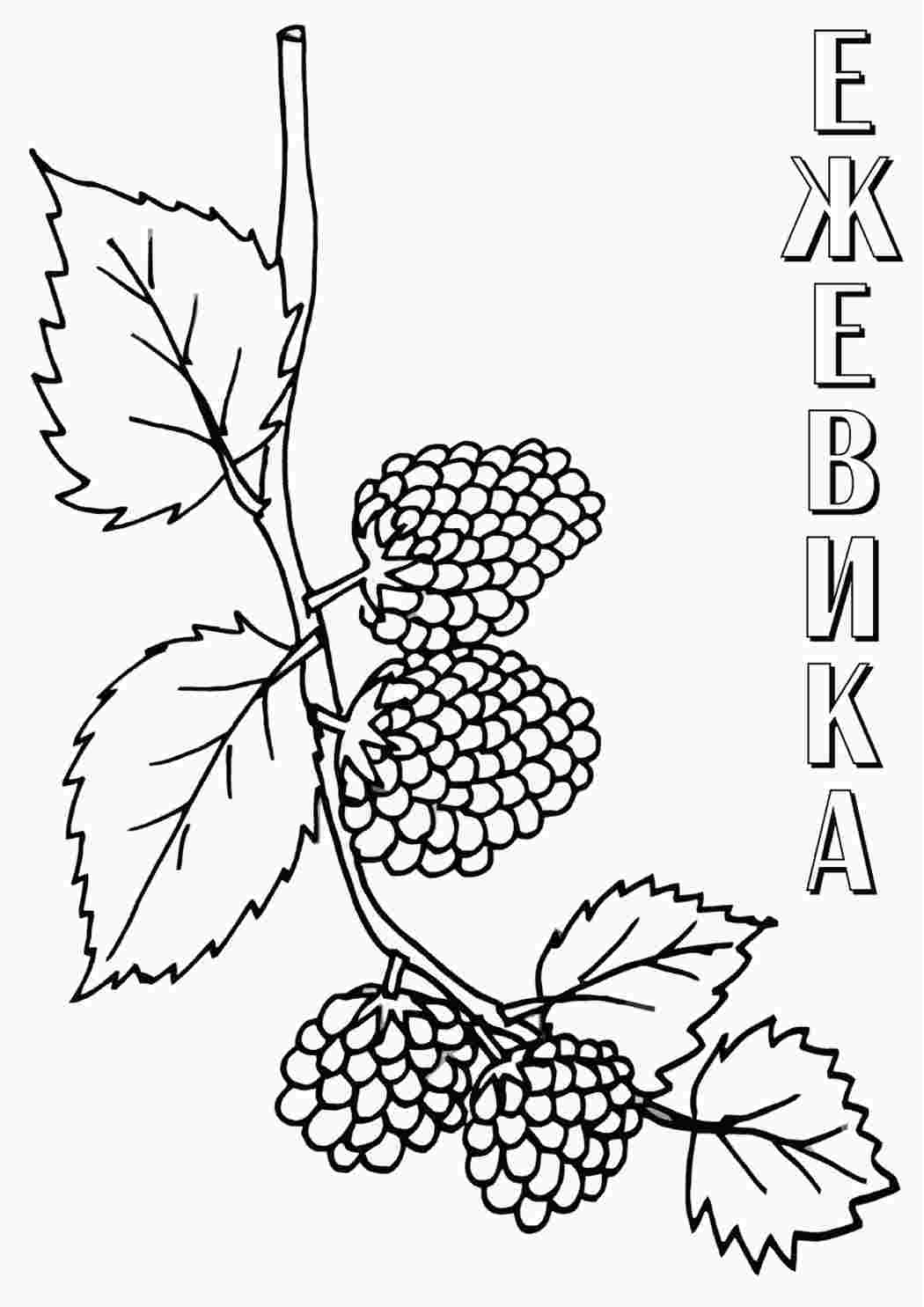 Раскраска Чорниця їжа. Онлайн розмальовка.