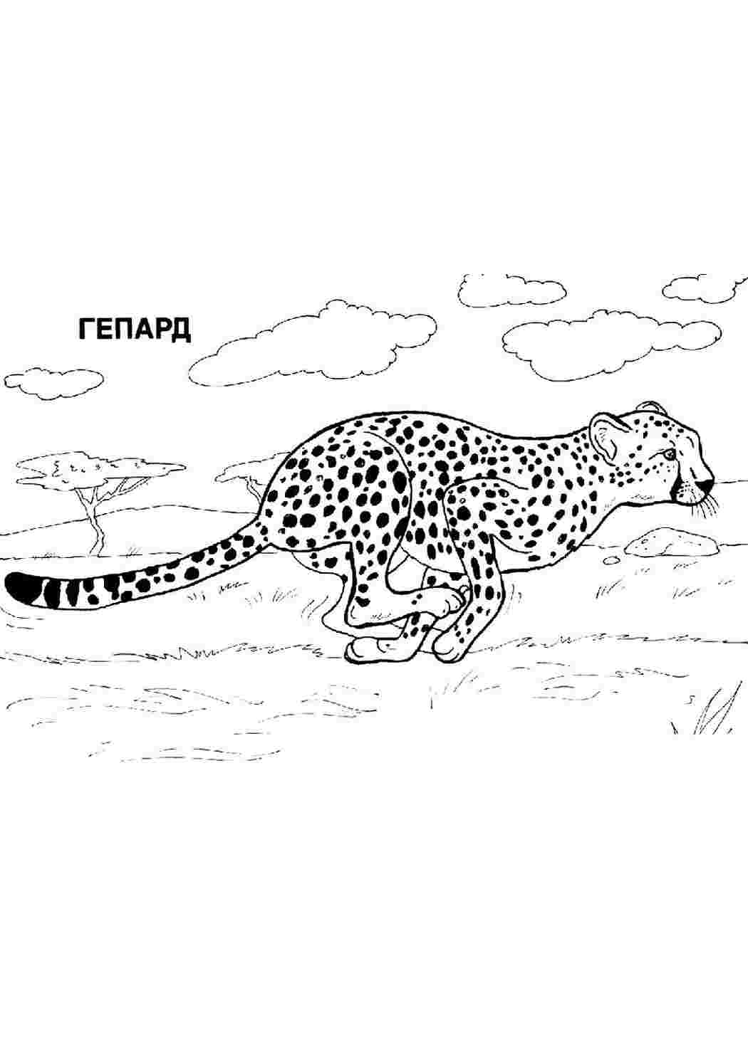 Раскраска Розфарбування тварини, розмальовка гепард. Роздрукувати розмальовки.