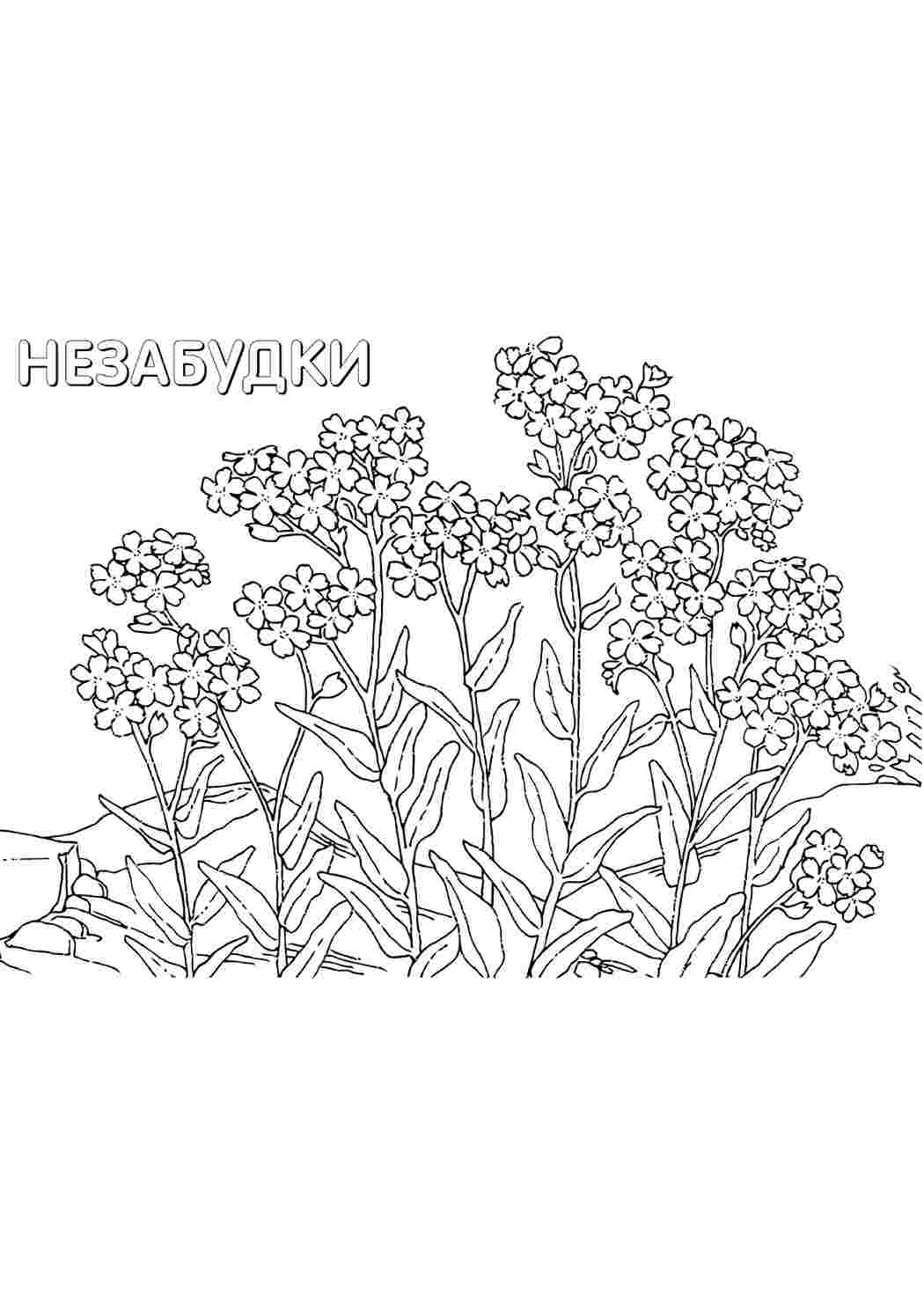Раскраска Розфарбунки природа розмальовка незабудка. Сайт з розфарбовками.
