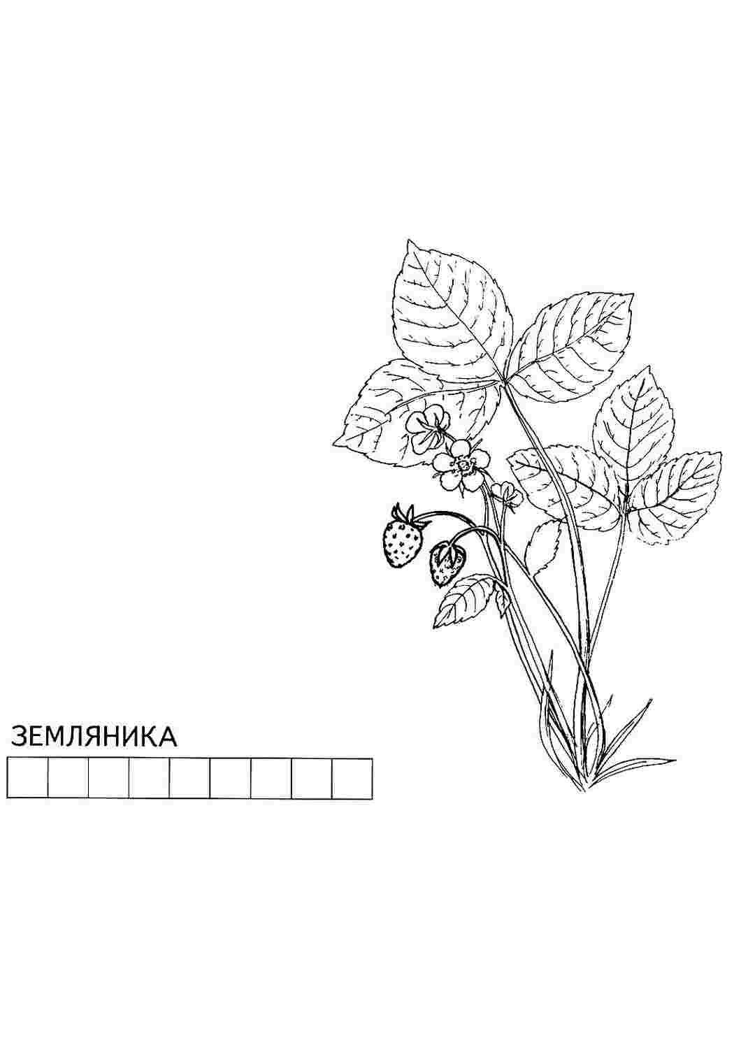 Раскраска Розфарбування полуничка. Онлайн розфарбування.