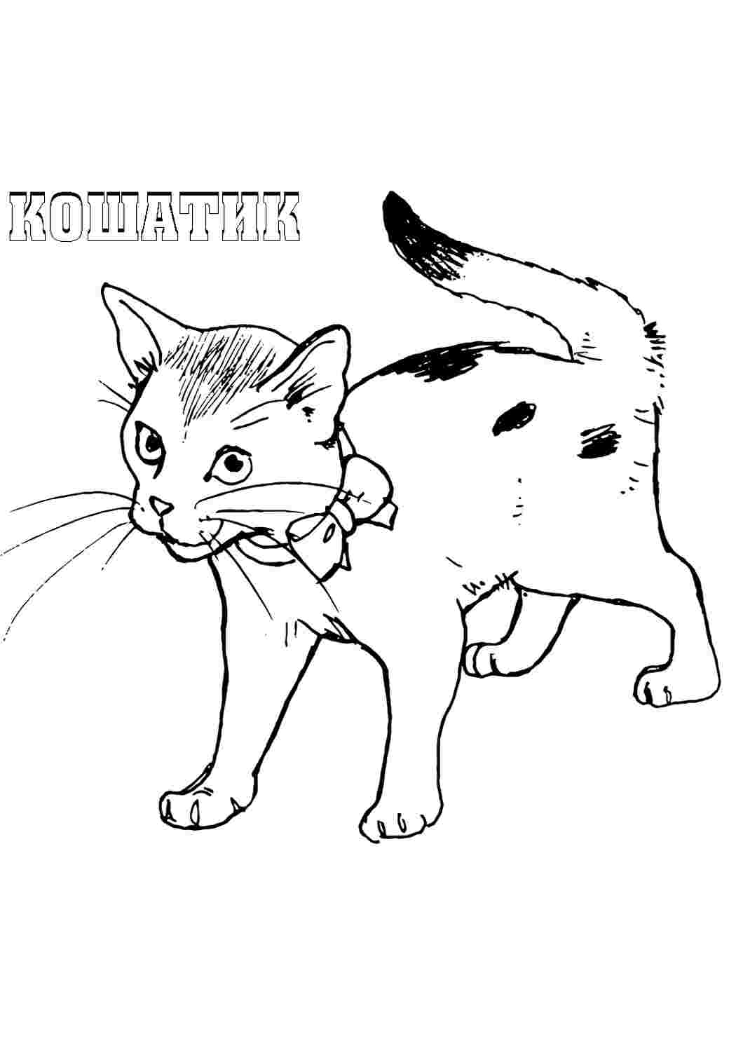 Раскраска Котик. Безкоштовні розмальовки.