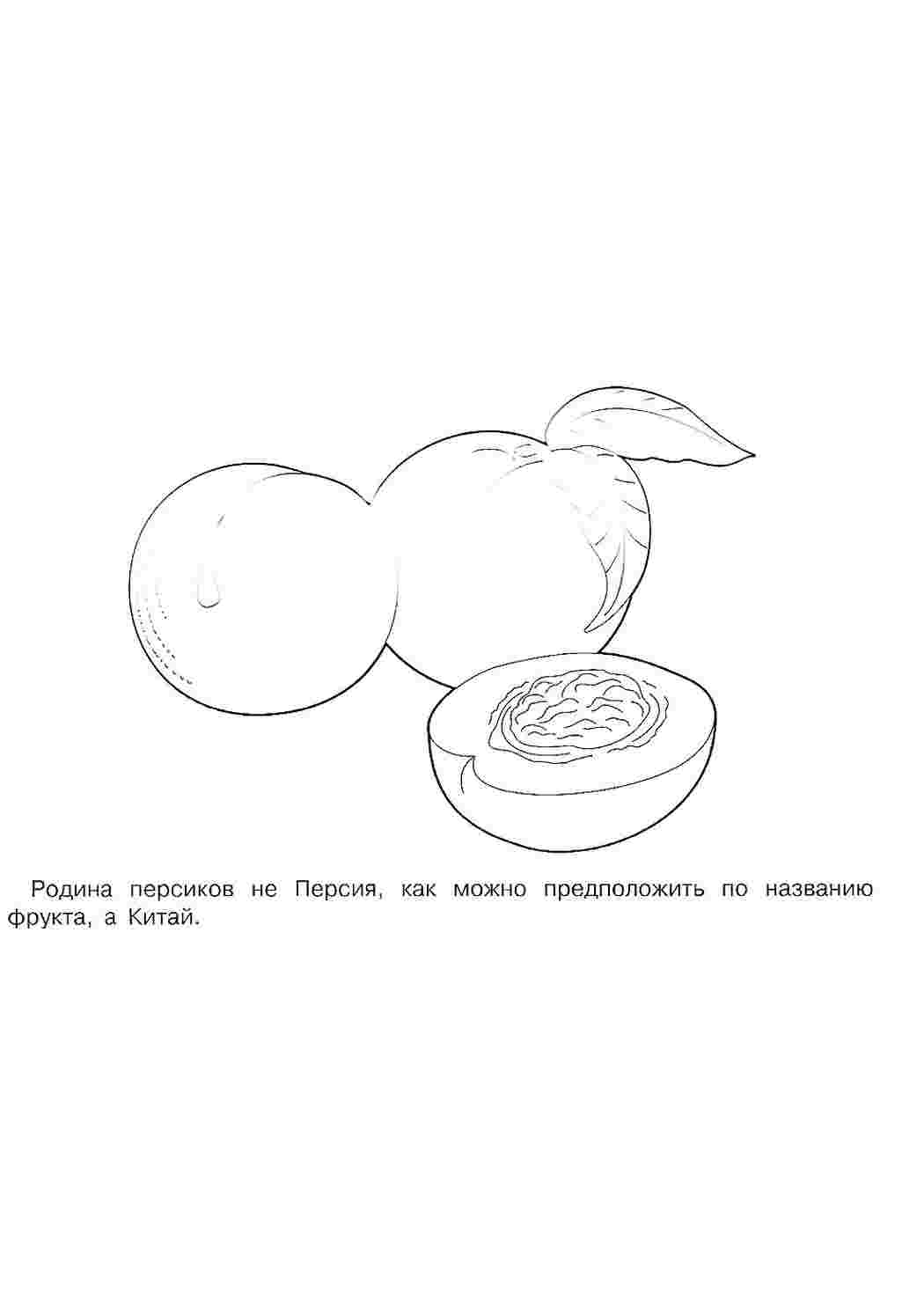 Раскраска Розфарбування персик. Розфарбування без СМС.