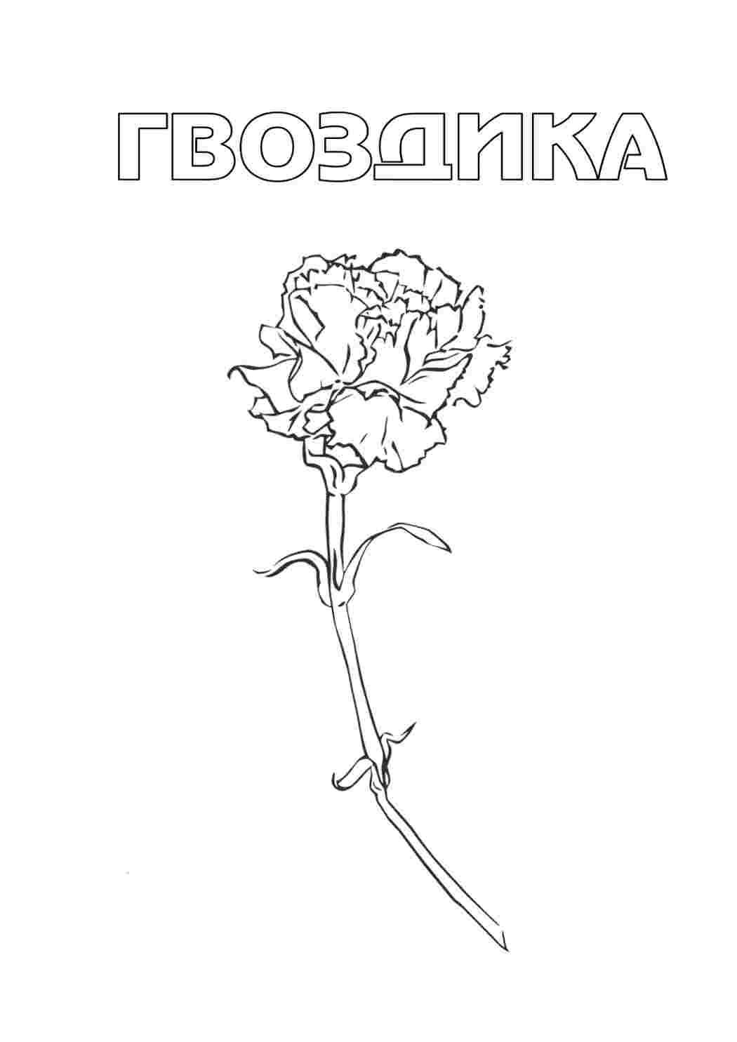 Раскраска Гвоздика природа. Розмальовка.
