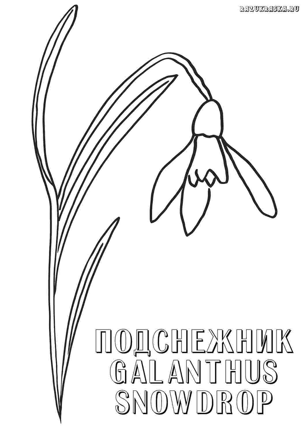 Раскраска сніжинка природа. Найкращі розмальовки.