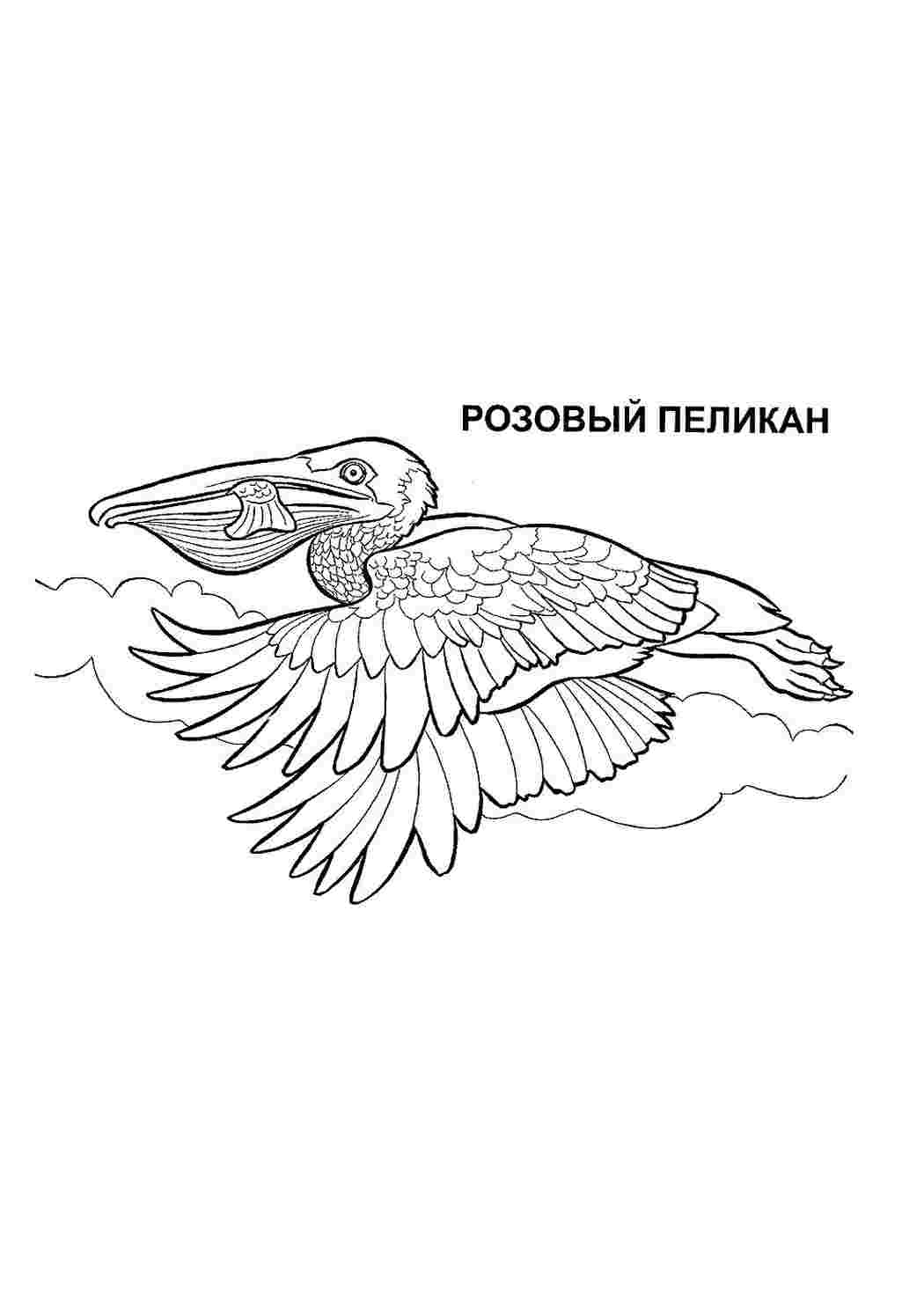 Раскраска Розфарбунки тварини розмальовка пелікан. Розмальовки.
