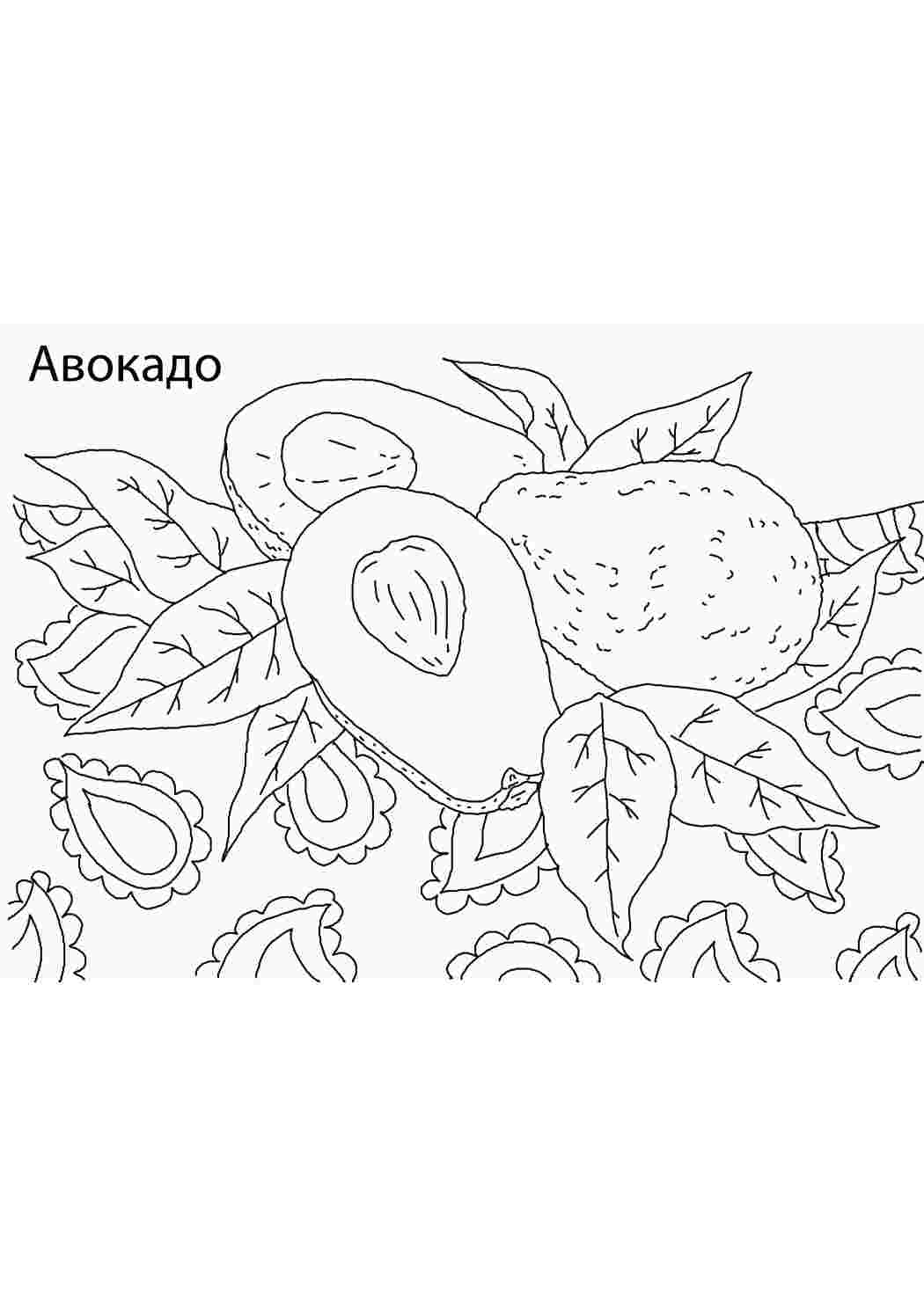 Раскраска Розфарбування авокадо. Роздрукувати розмальовки на сайті.