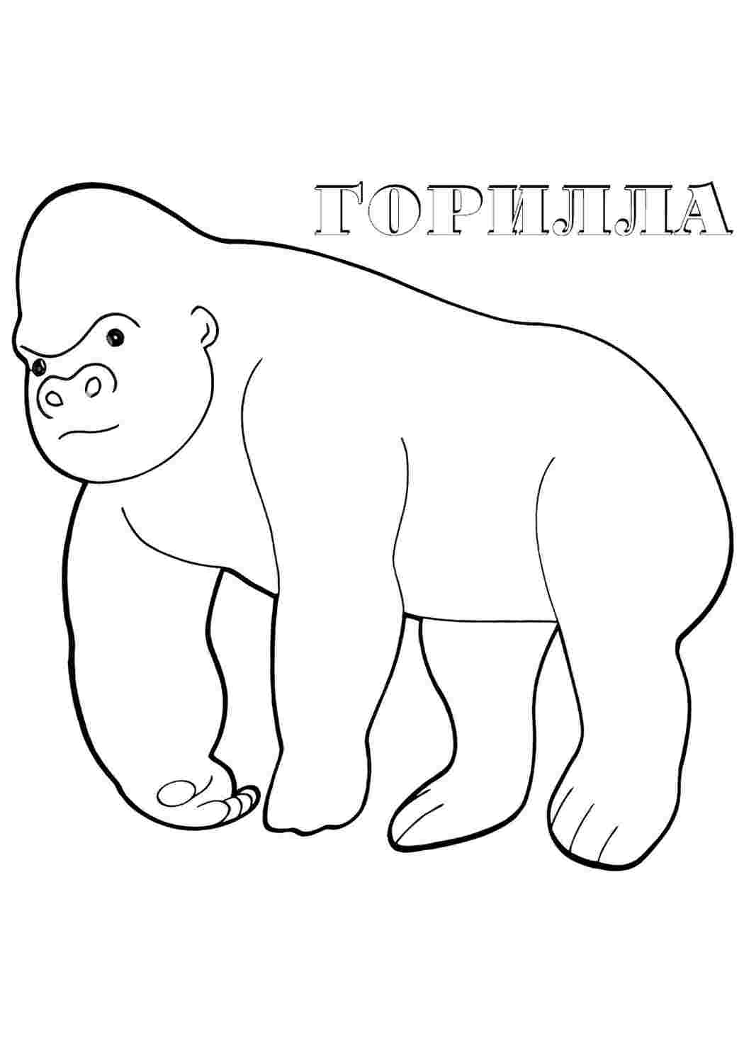 Раскраска Розфарбування горила. Завантажити розмальовки.