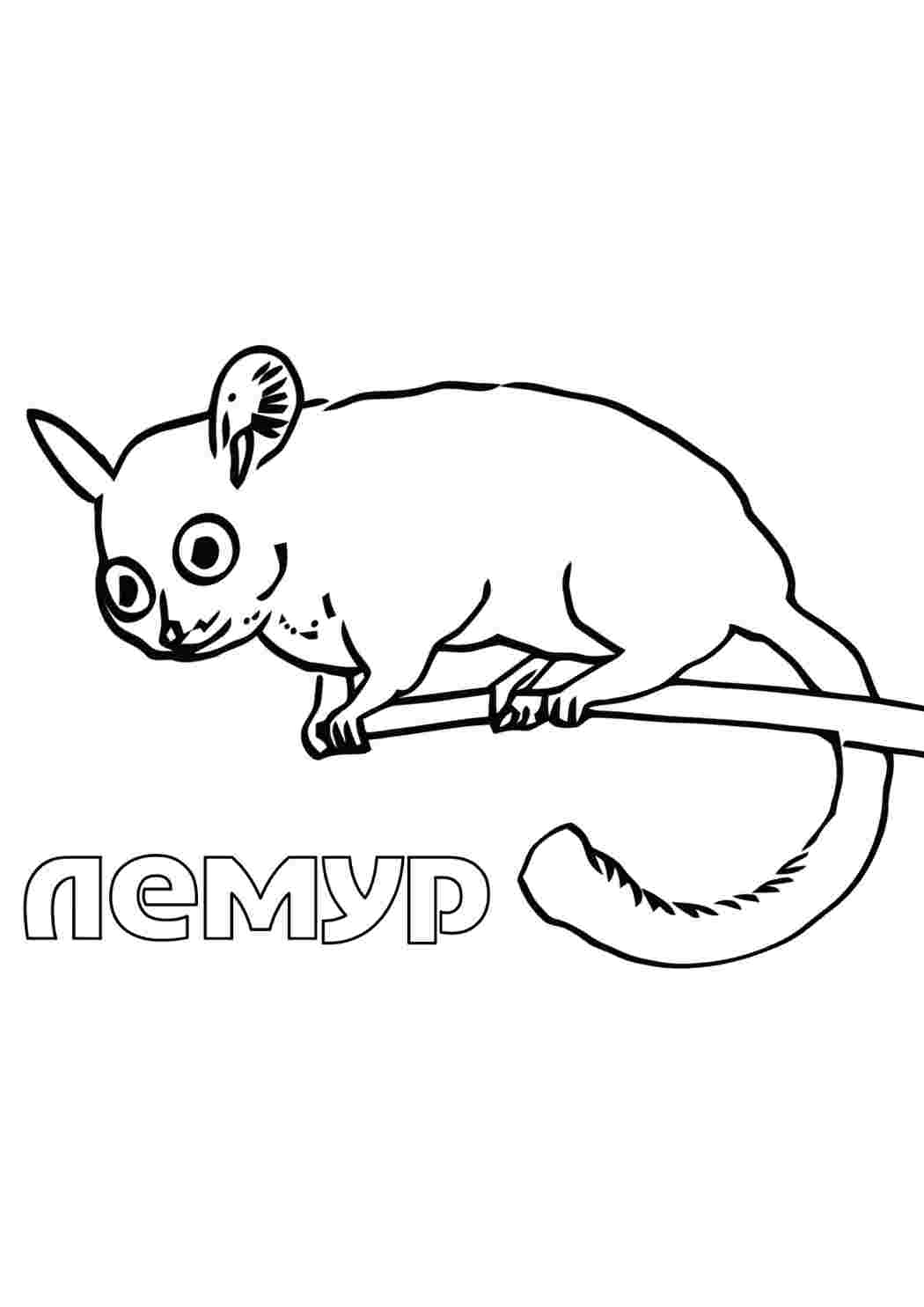 Раскраска Лемур. Розмальовка.