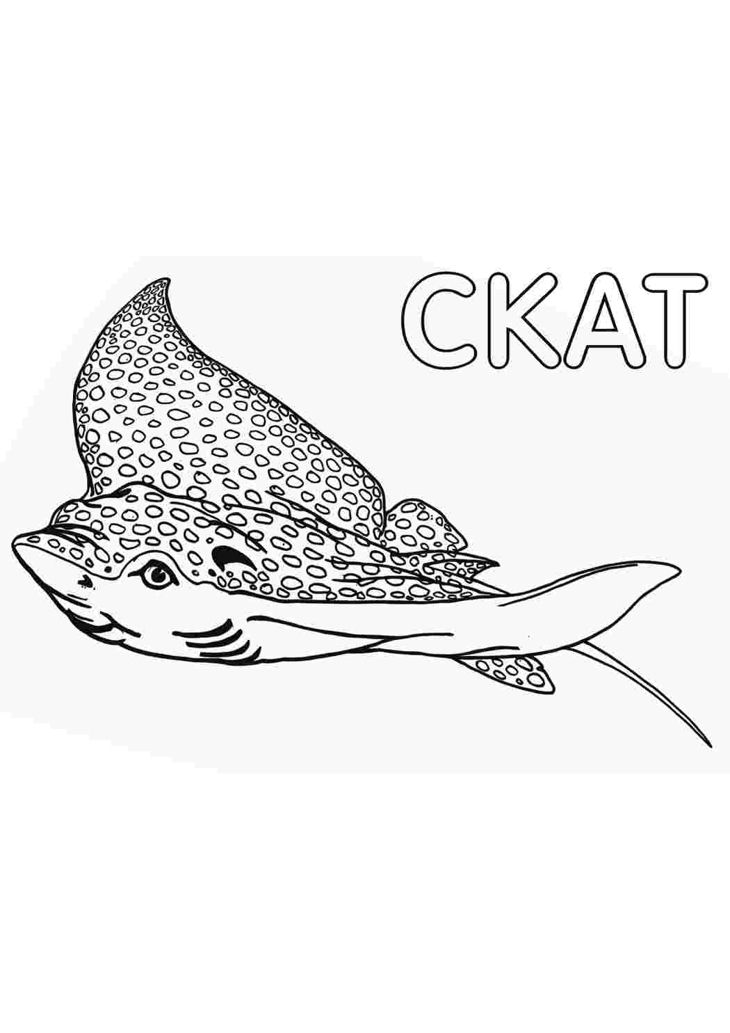 Раскраска Морський скат. Розмальовки для розвитку.