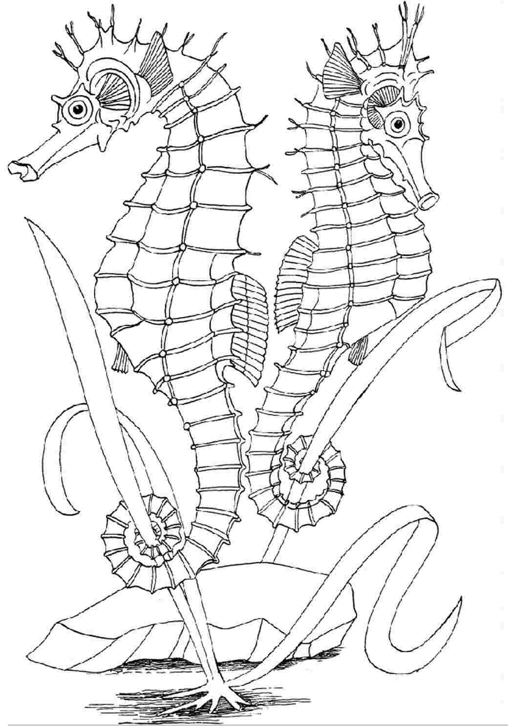 Раскраска Морські коники. Гарні розмальовки.