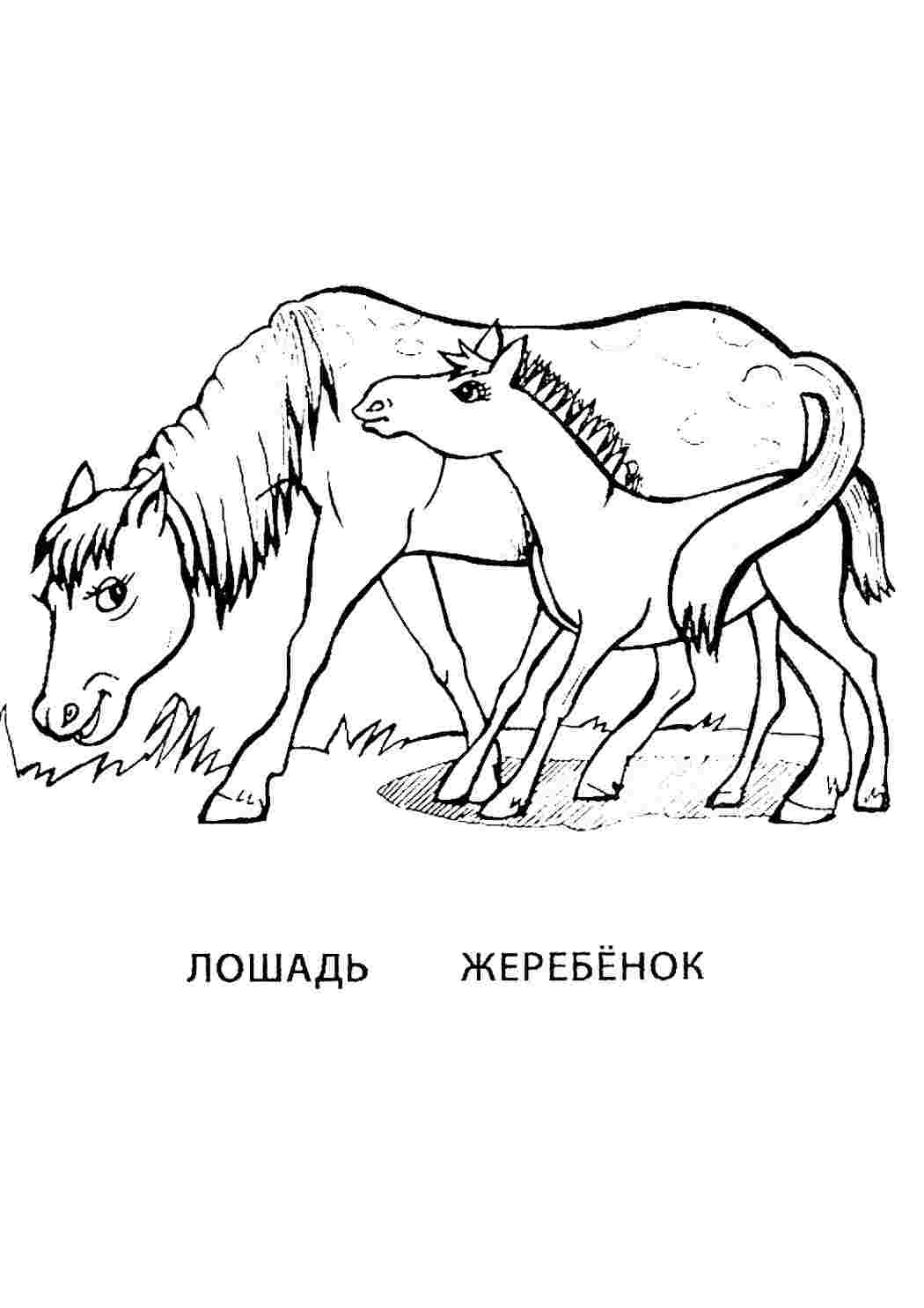 Раскраска Розфарбування Розфарбування кінь та жеребчик роздрукувати. Роздрукувати розмальовки на сайті.