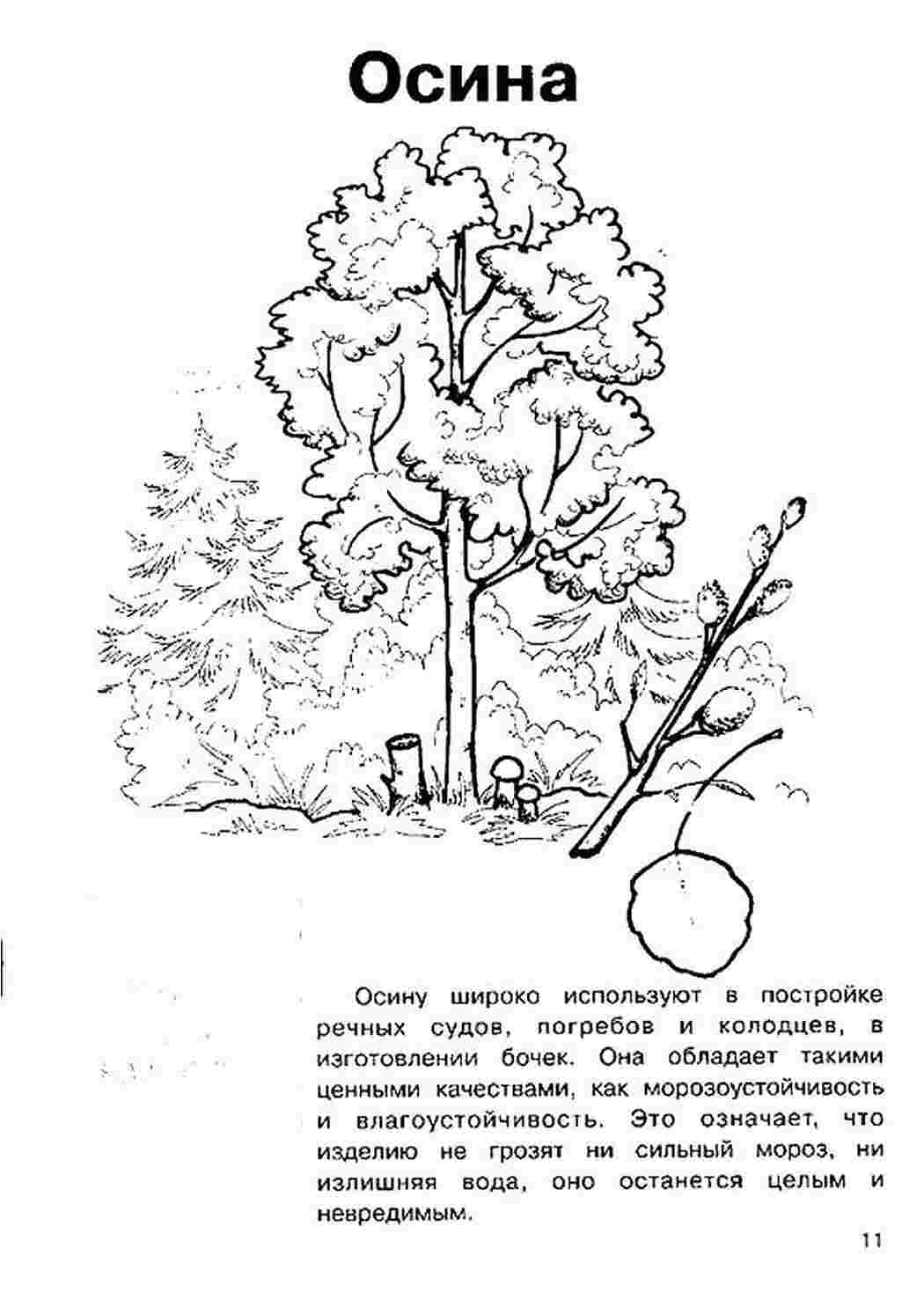 Раскраска Розфарбування осика. Розфарбування.