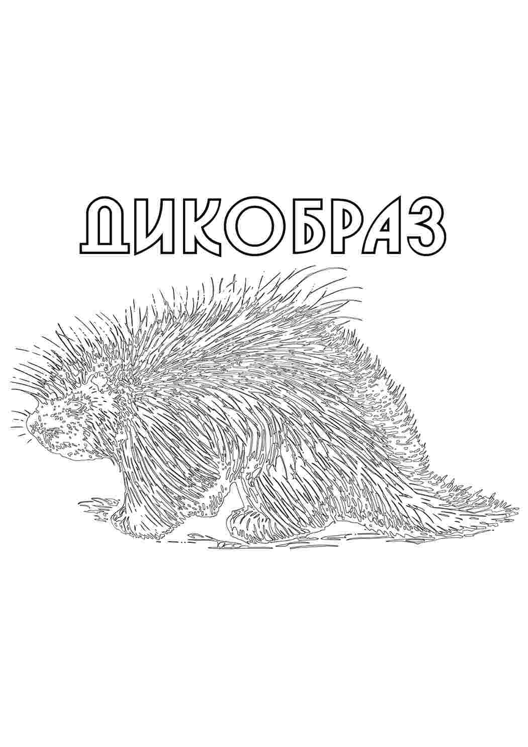Раскраска Дикобраз. Розмальовки для розвитку.