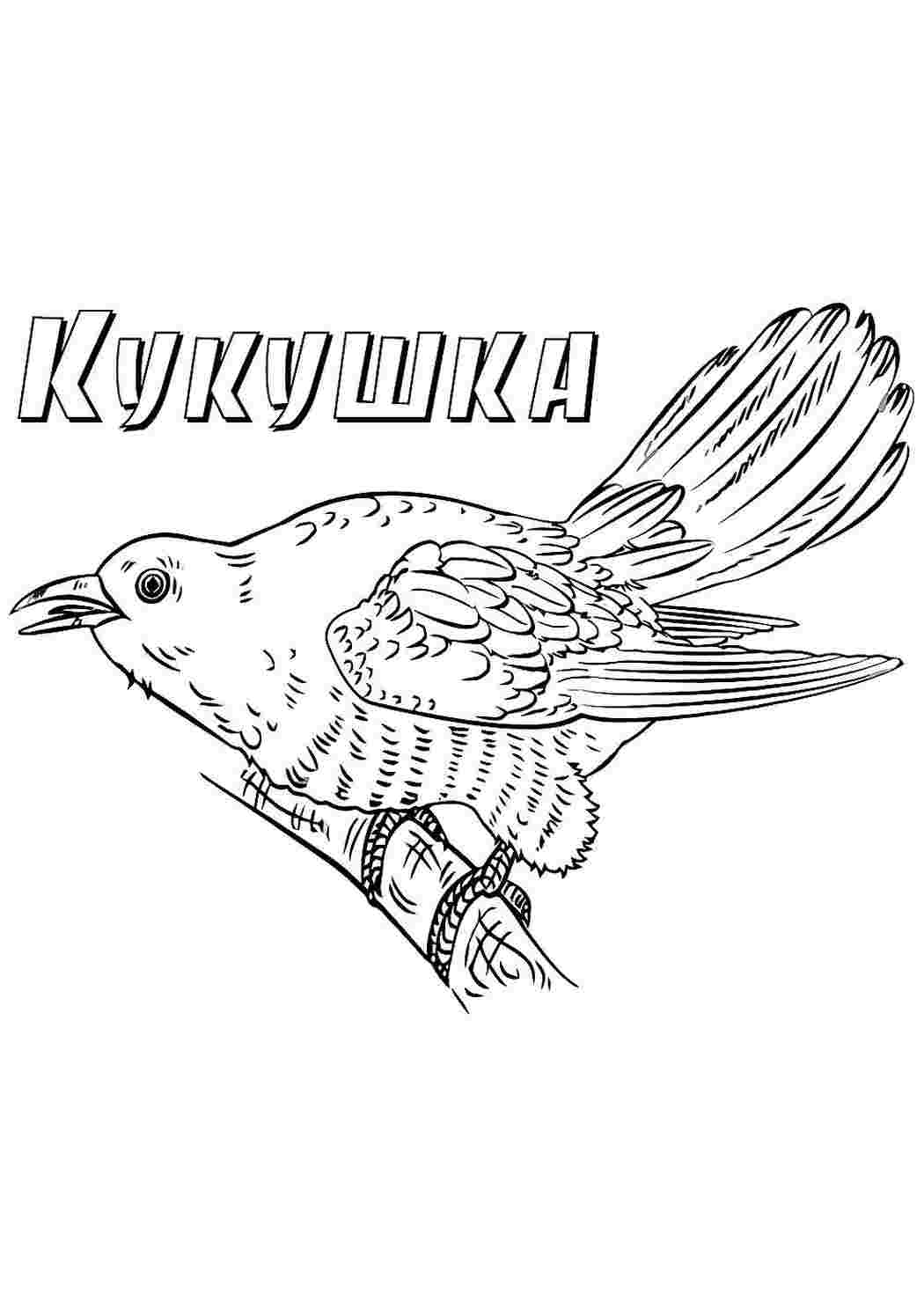 Раскраска Розфарбунки тварини розмальовка кукушка. Навчальні розфарбунки.