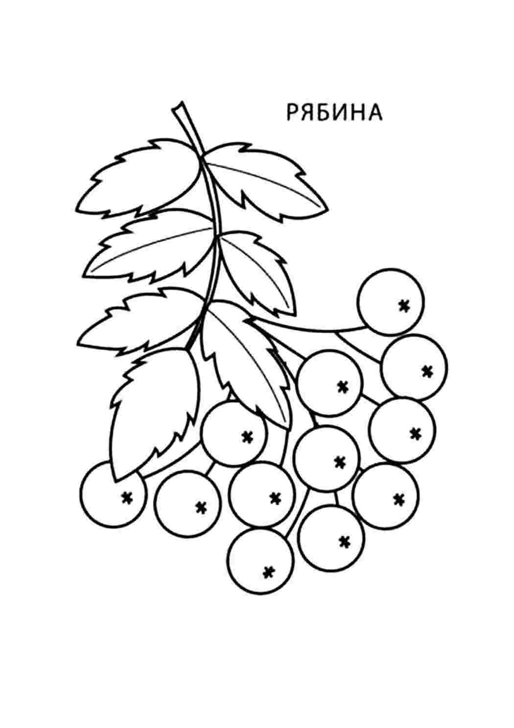 Раскраска Гілка горобини. Гарні розмальовки.
