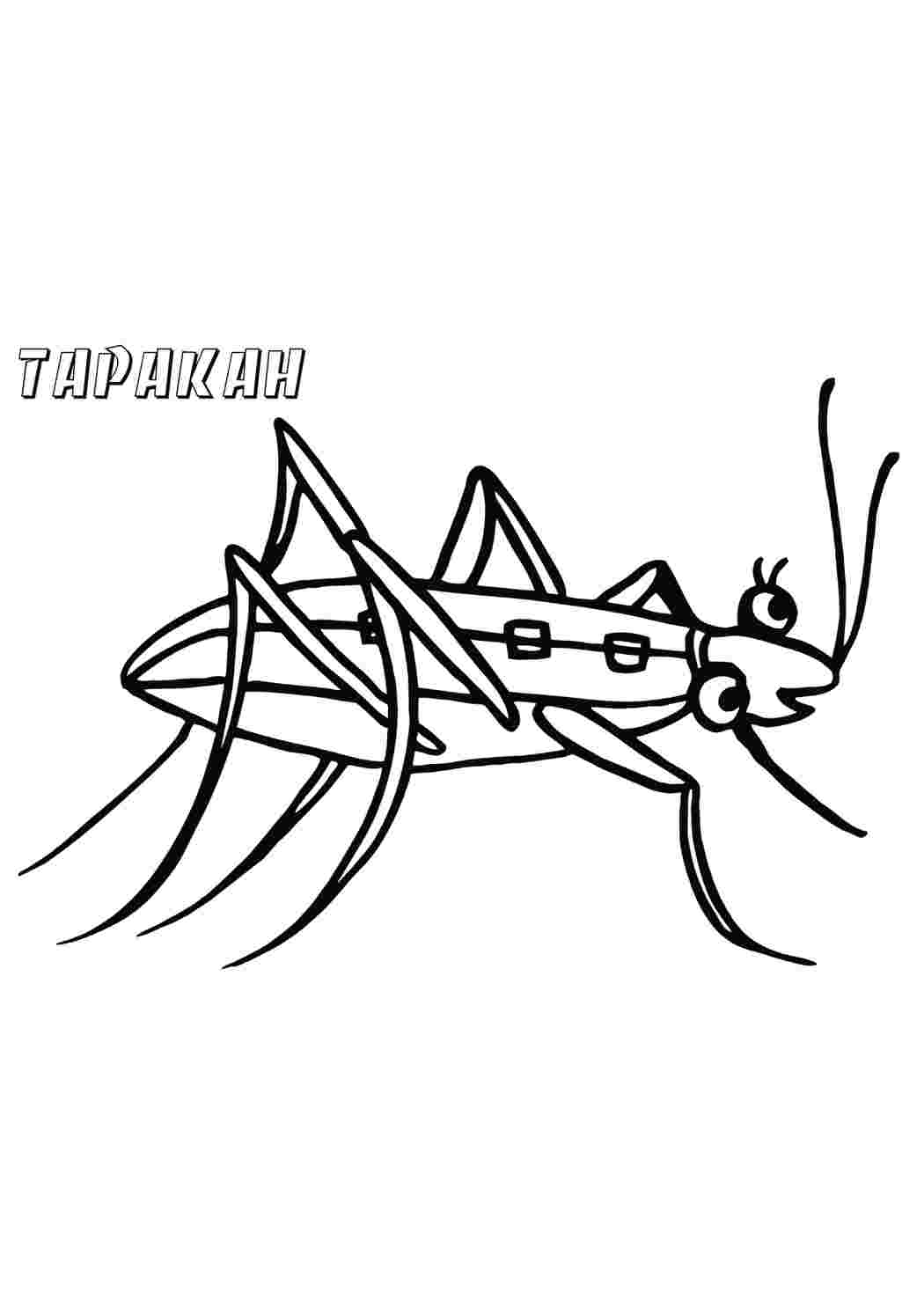 Раскраска Таракан. Малюнки для розмальовування.
