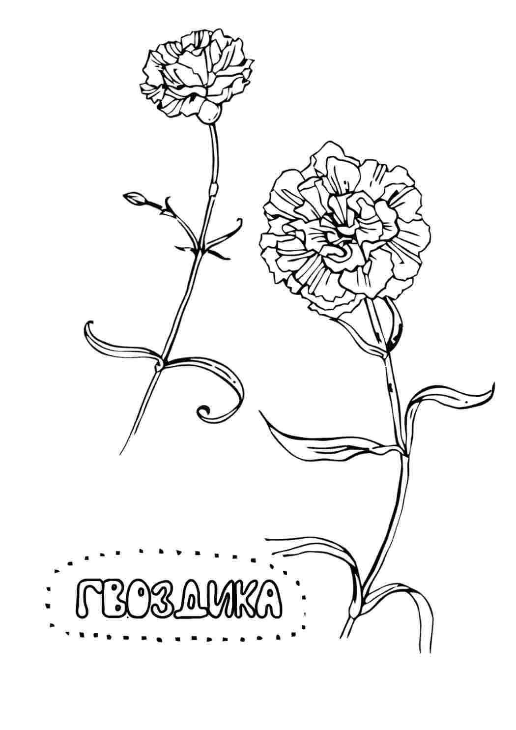 Раскраска Гвоздика природа. Сайт з розмальовками.