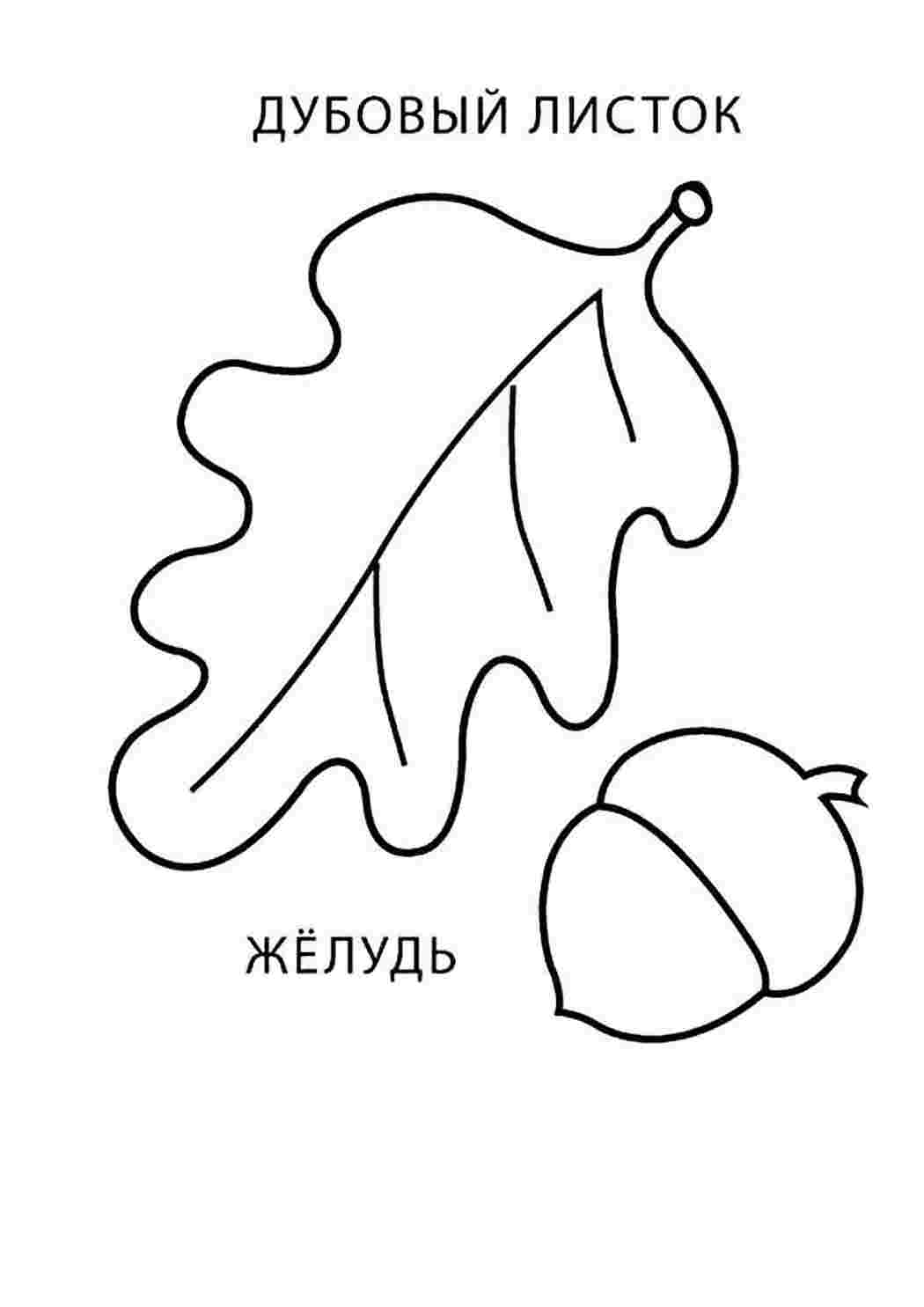 Раскраска Розфарбування желудь. Розфарбування.