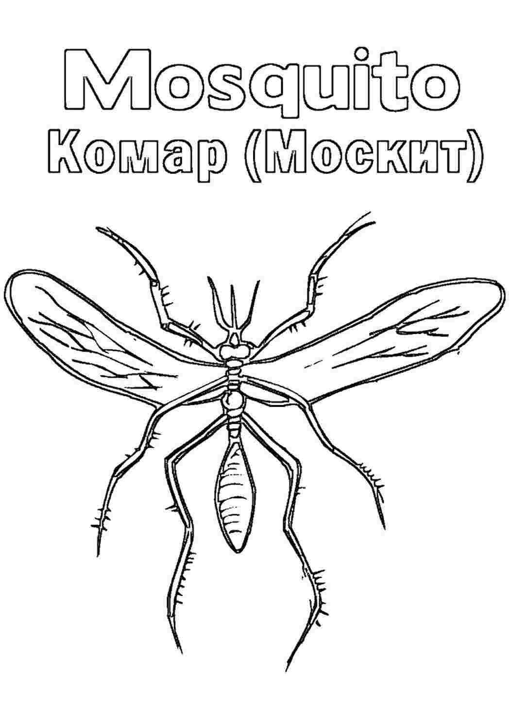 Раскраска Розфарбунки тварини комахи розмальовка комар. Розмальовка без реєстрації.