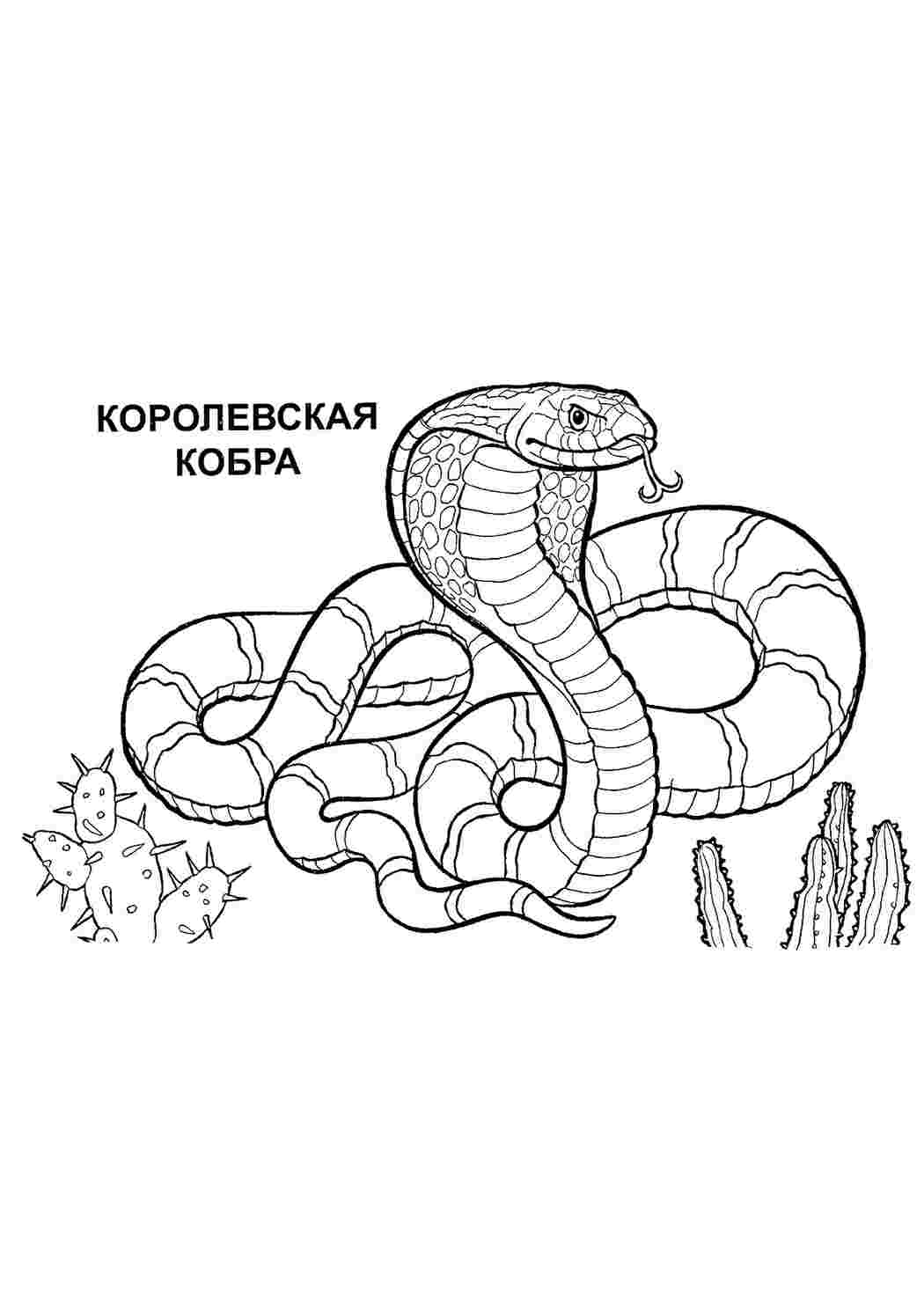 Раскраска Розфарбунки тварини змії розмальовка кобра. Найкращі розфарбунки.