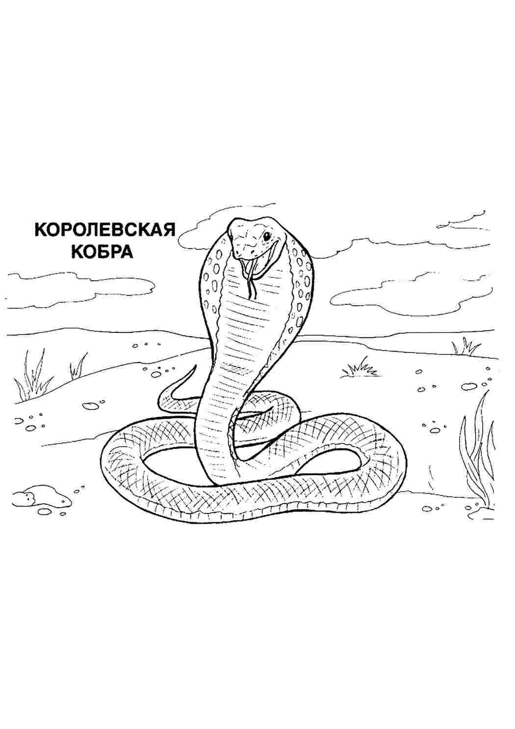 Раскраска Розфарбунки тварини змії розмальовка кобра. Навчальні розфарбунки.