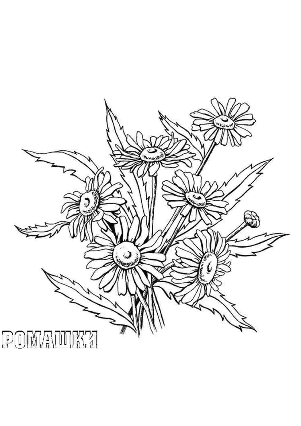 Раскраска Розфарбунки природа ромашка розфарбування. Навчальні розфарбунки.