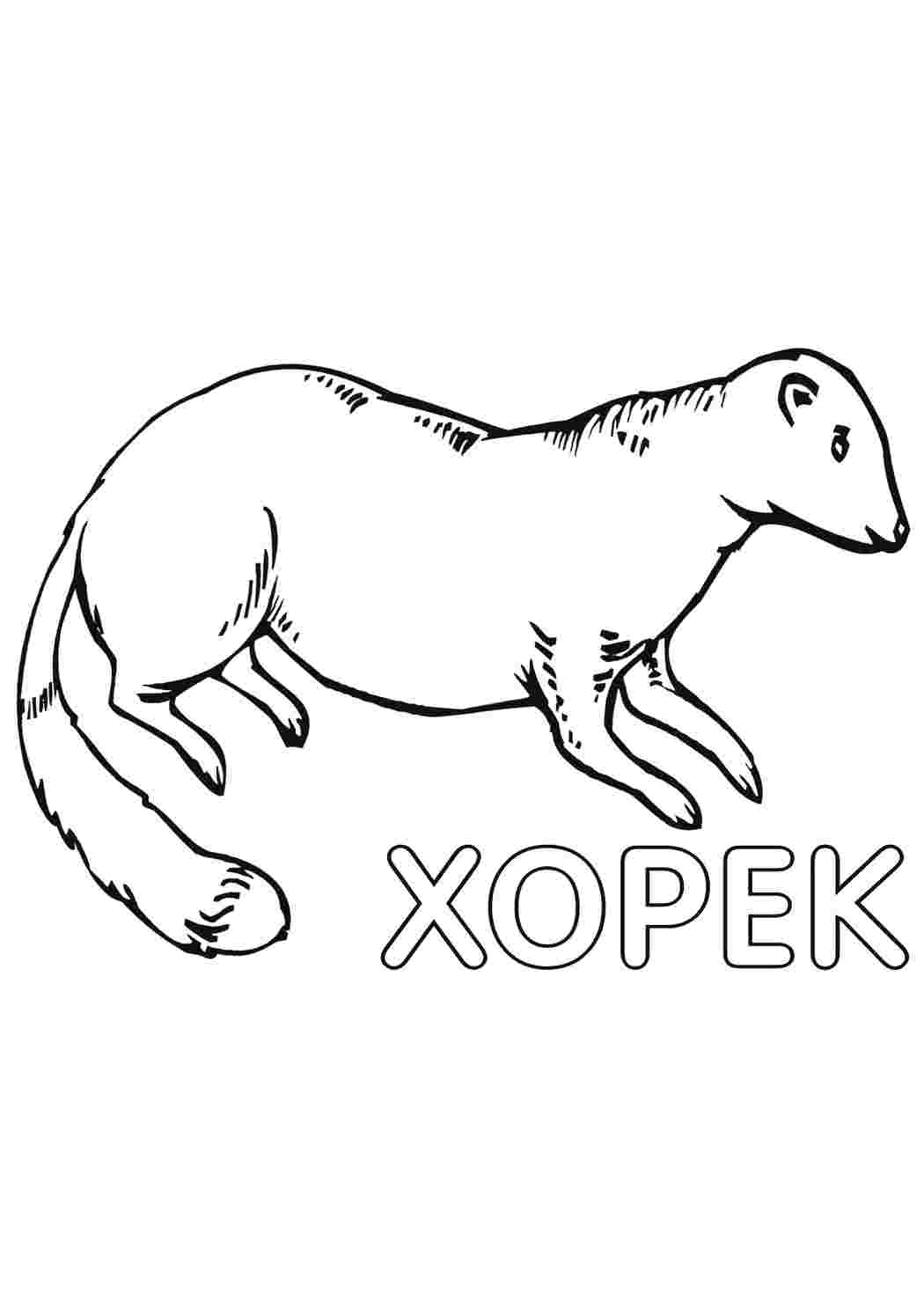 Раскраска Хорек. Чорно-білі розмальовки.