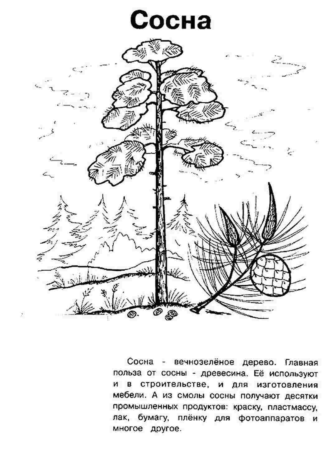 Раскраска Розфарбування сосна. Розфарбування.