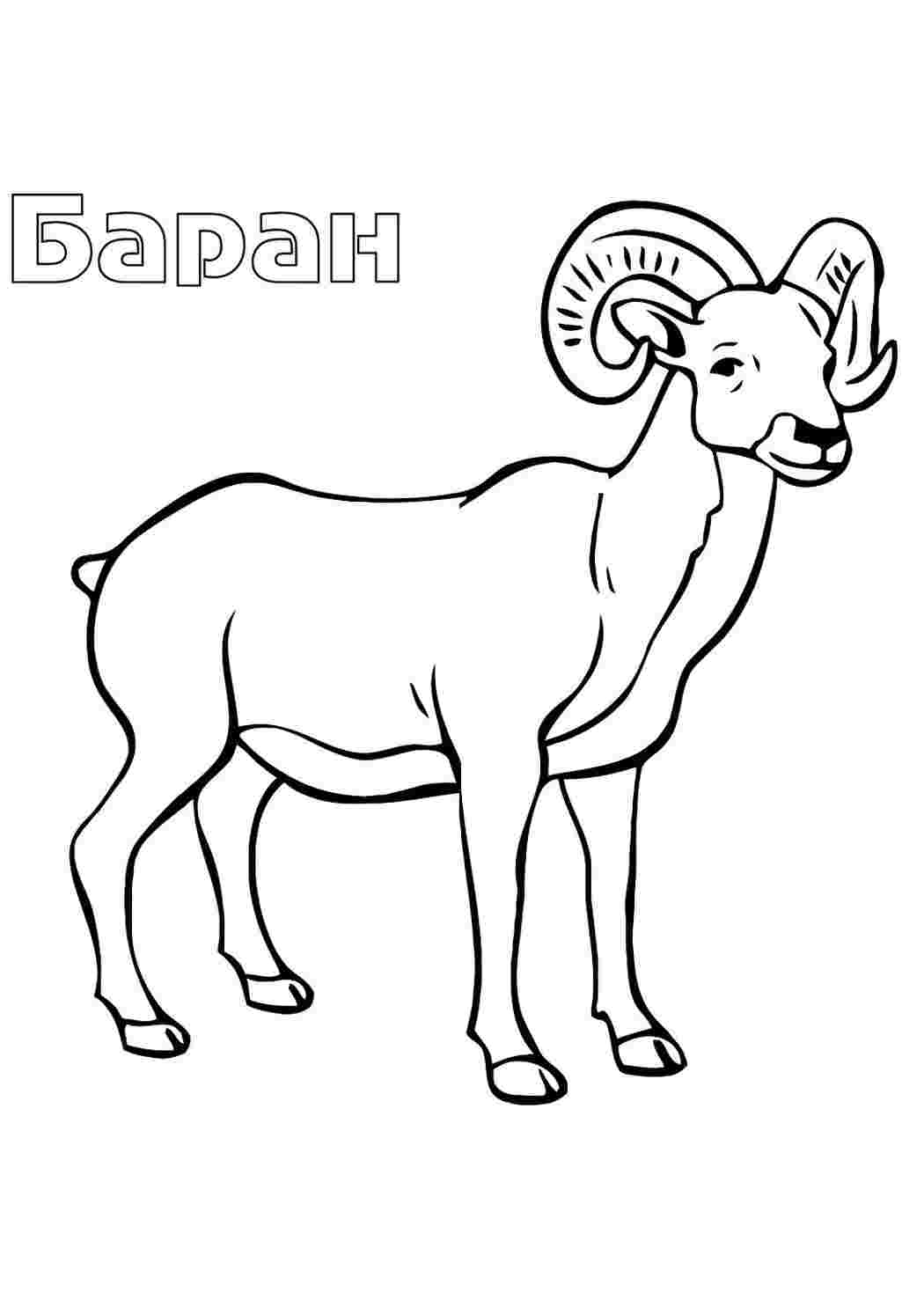 Раскраска Розфарбунки тварини баранець. Розфарбунки.