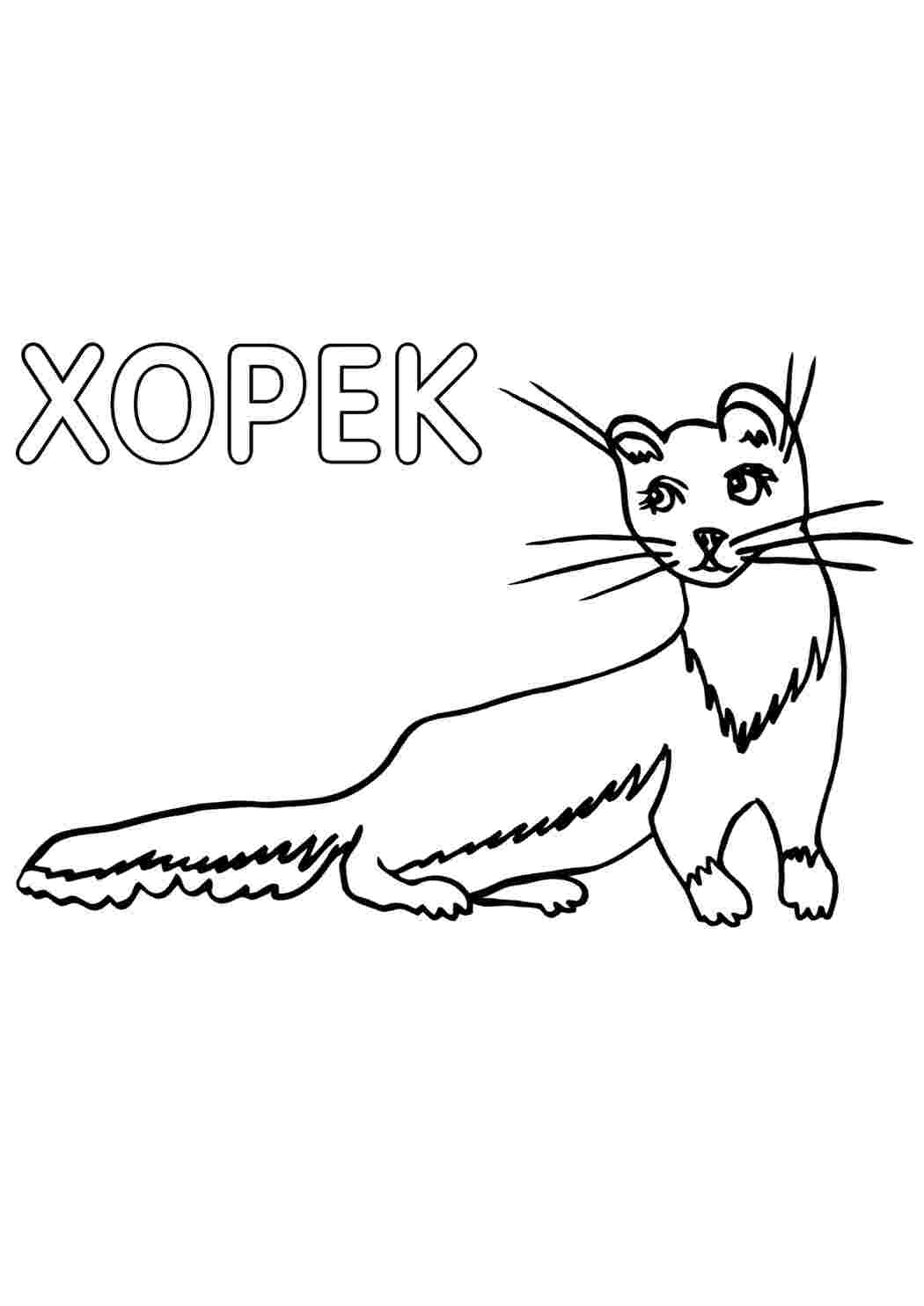 Раскраска Хорек. Розмальовка для друку.