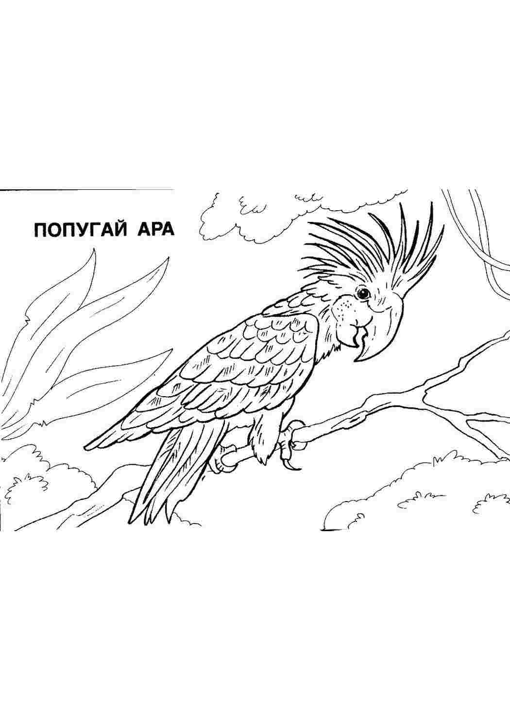Раскраска Розфарбунки тварини. Онлайн розфарбунки.