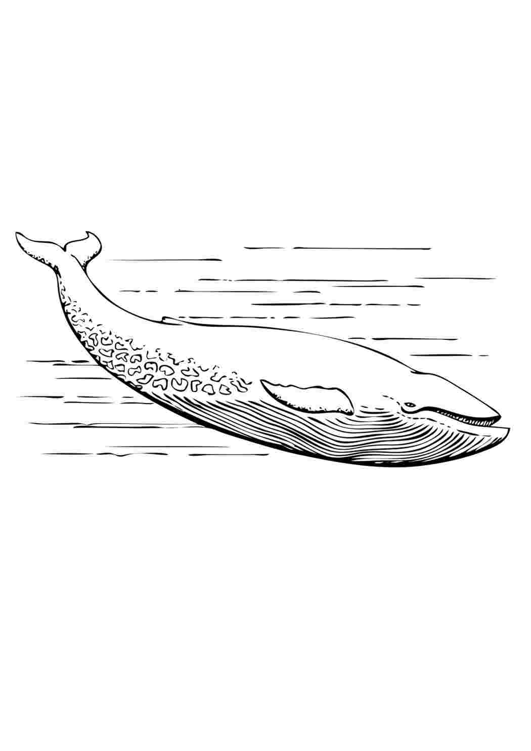 Раскраска море кити. Розвивальні розмальовки.