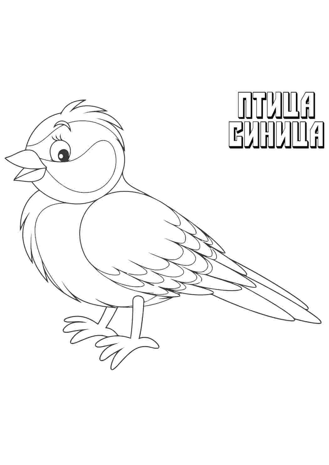 Раскраска Синичка. Гарні розмальовки.