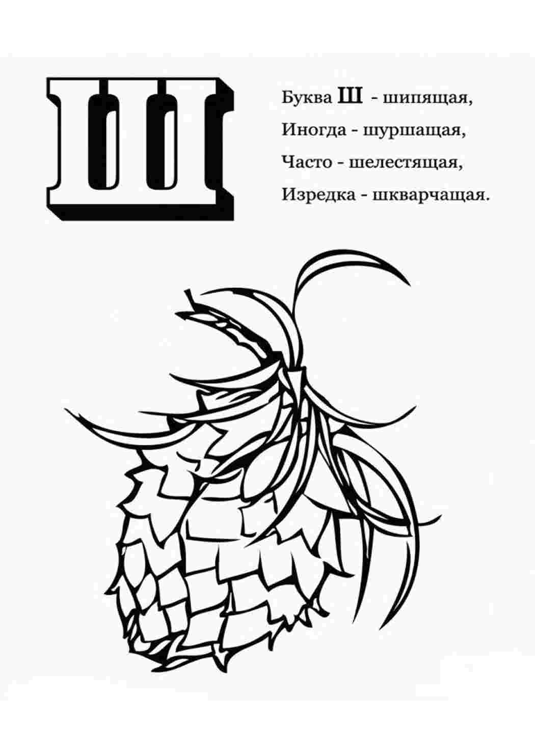 Раскраска Літера "Ш" вірші про шишку. Гарні розмальовки.