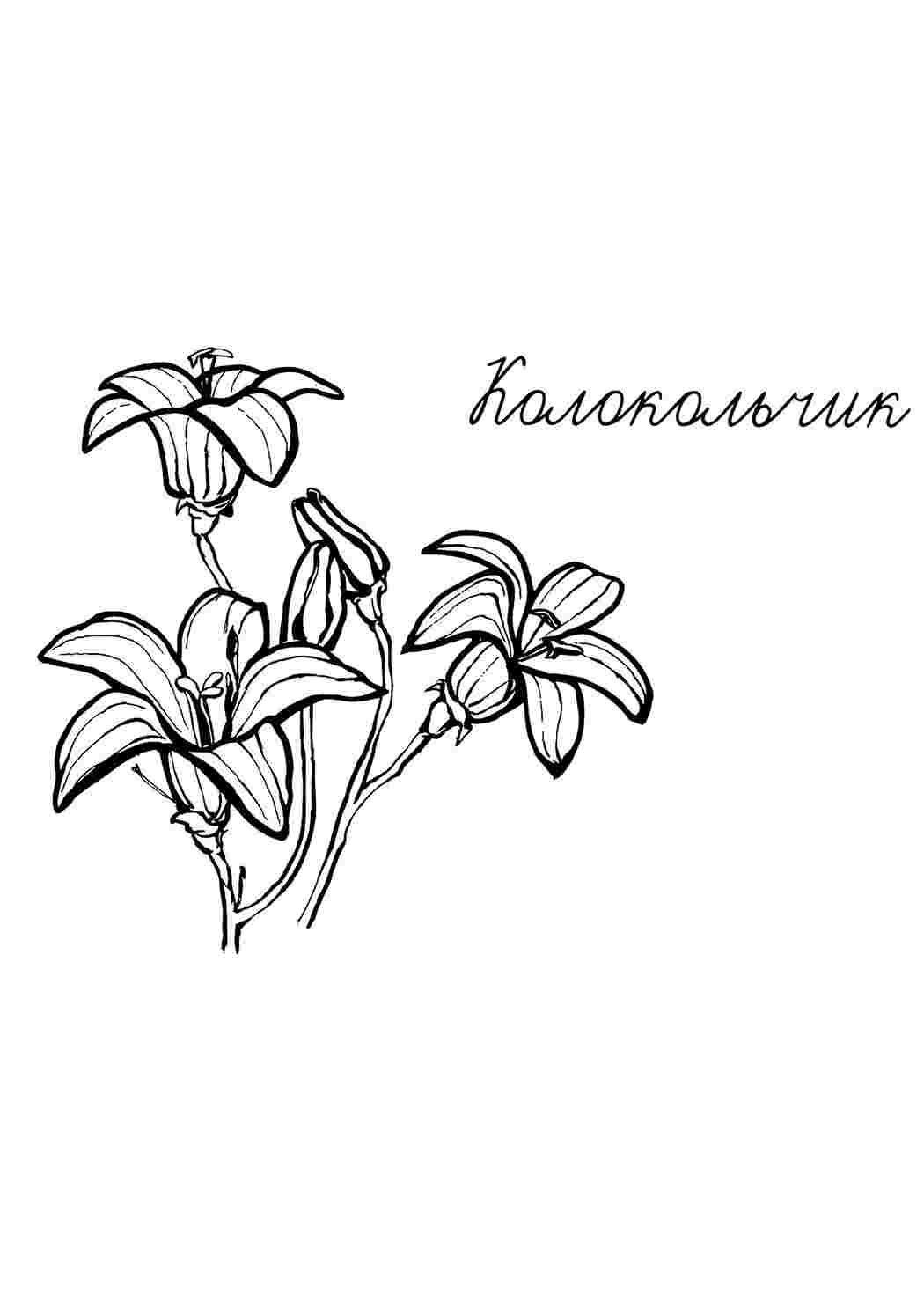 Раскраска Розфарбунки природа. Розфарбунки без СМС.