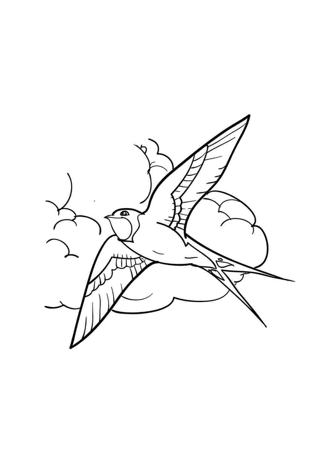 Раскраска Розфарбування тварини розмальовка ластівка. Розмальовка.