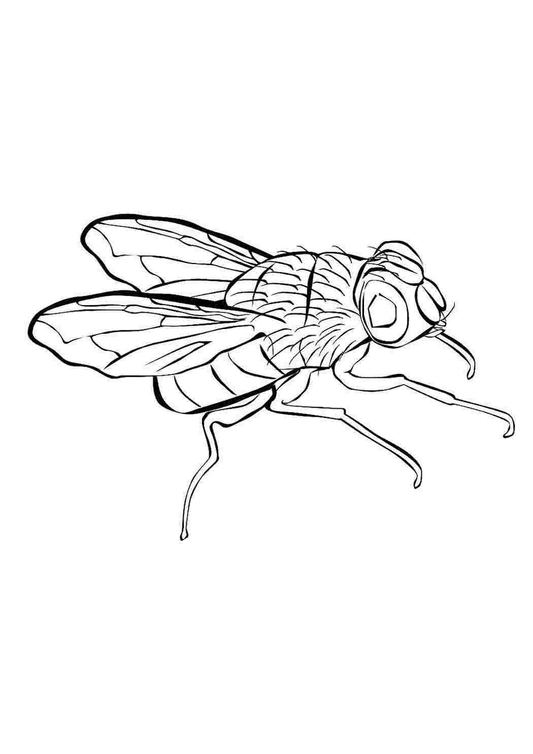 Раскраска Розфарбунки тварини комахи. Чорно-білі розфарбунки.