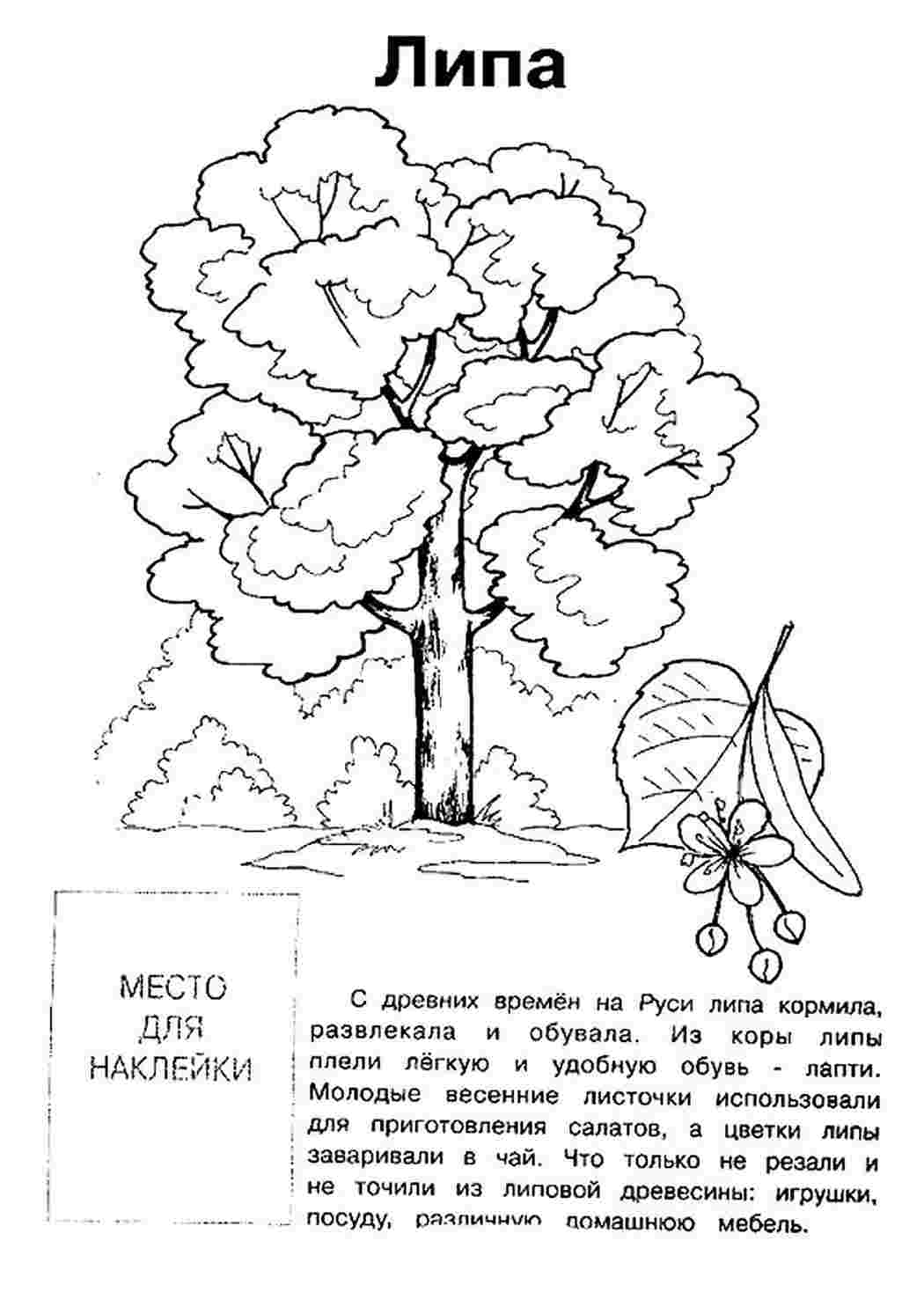 Раскраска Розфарбування липа. Багато розфарбувань.