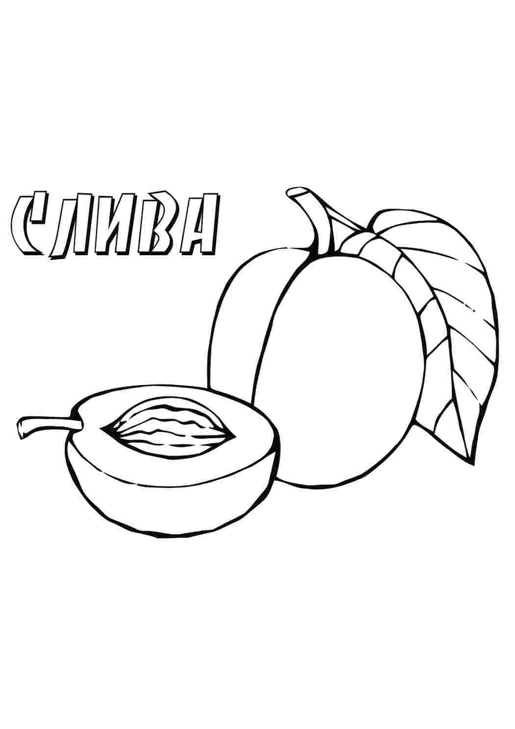 Раскраска Слива їжа. Безкоштовно знайти розмальовку.