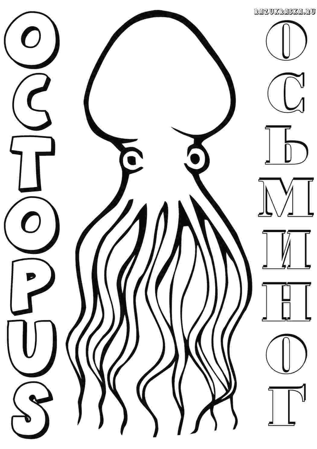 Раскраска Восьминог. Роздрукувати розмальовки на сайті.