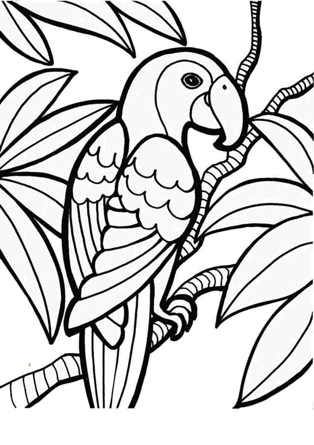 Раскраска Розфарбування ара. Розфарбування у форматі А4.