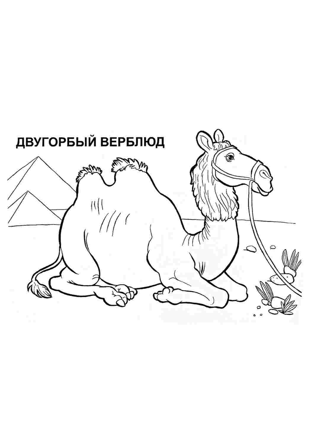 Раскраска Розфарбування тварини розмальовка верблюд. Розмальовка.