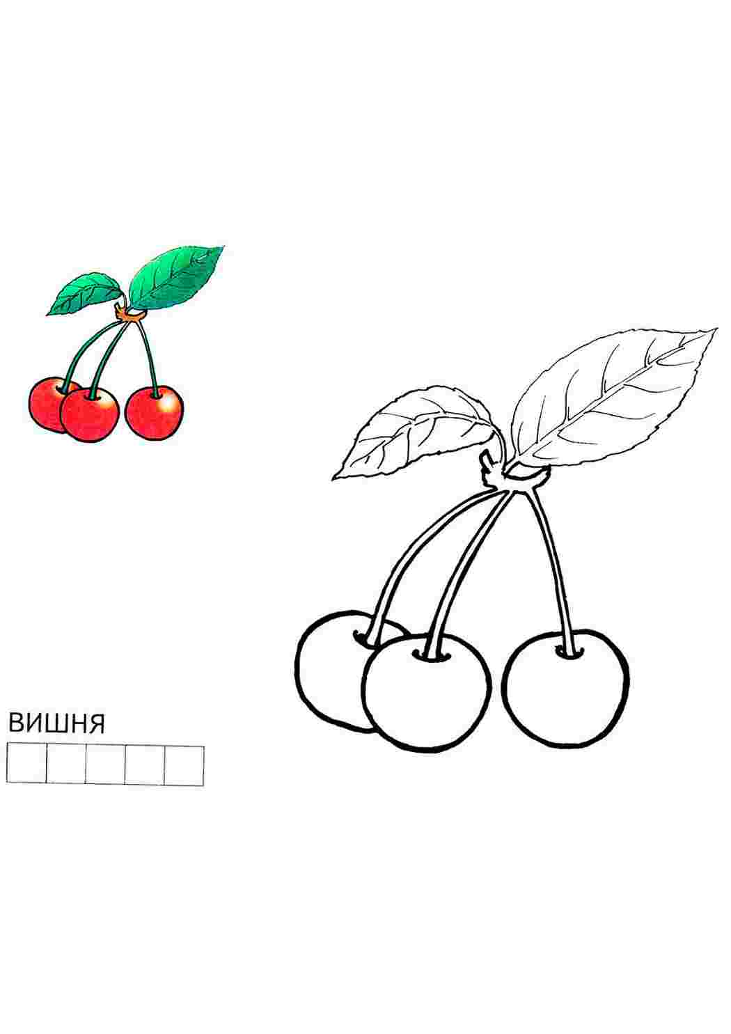 Раскраска Розфарбування вишня. Розфарбування для розвитку.